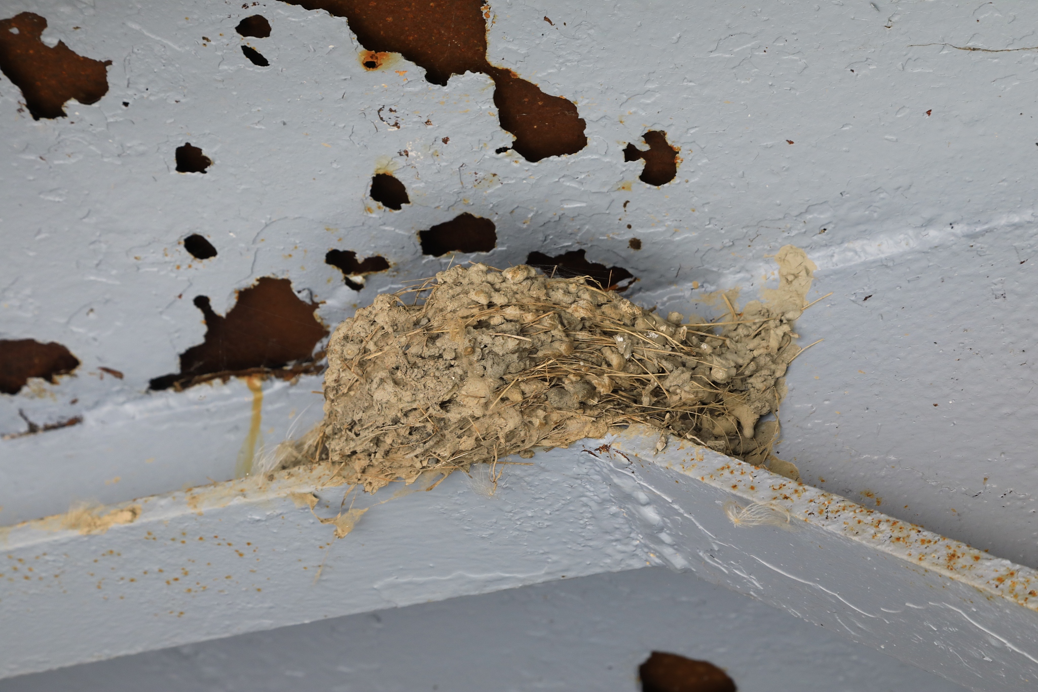 animal and insect nest