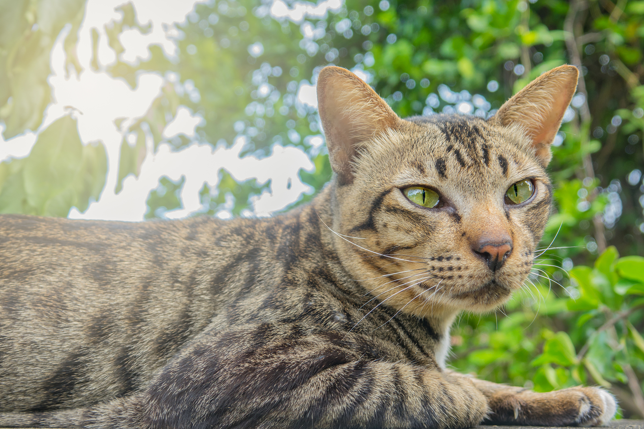 black gray tiger cat