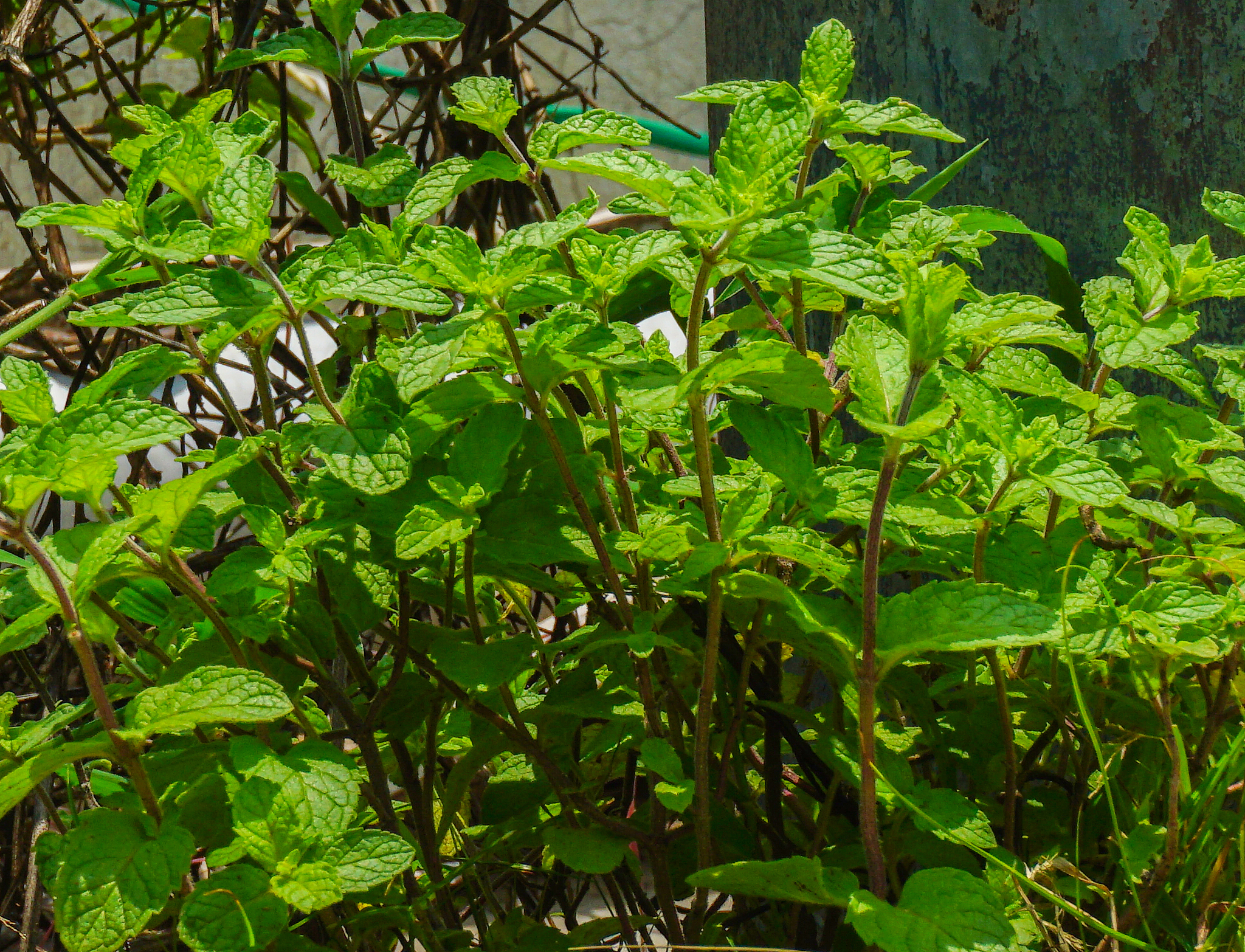 mint leaves / mint  plants in garden