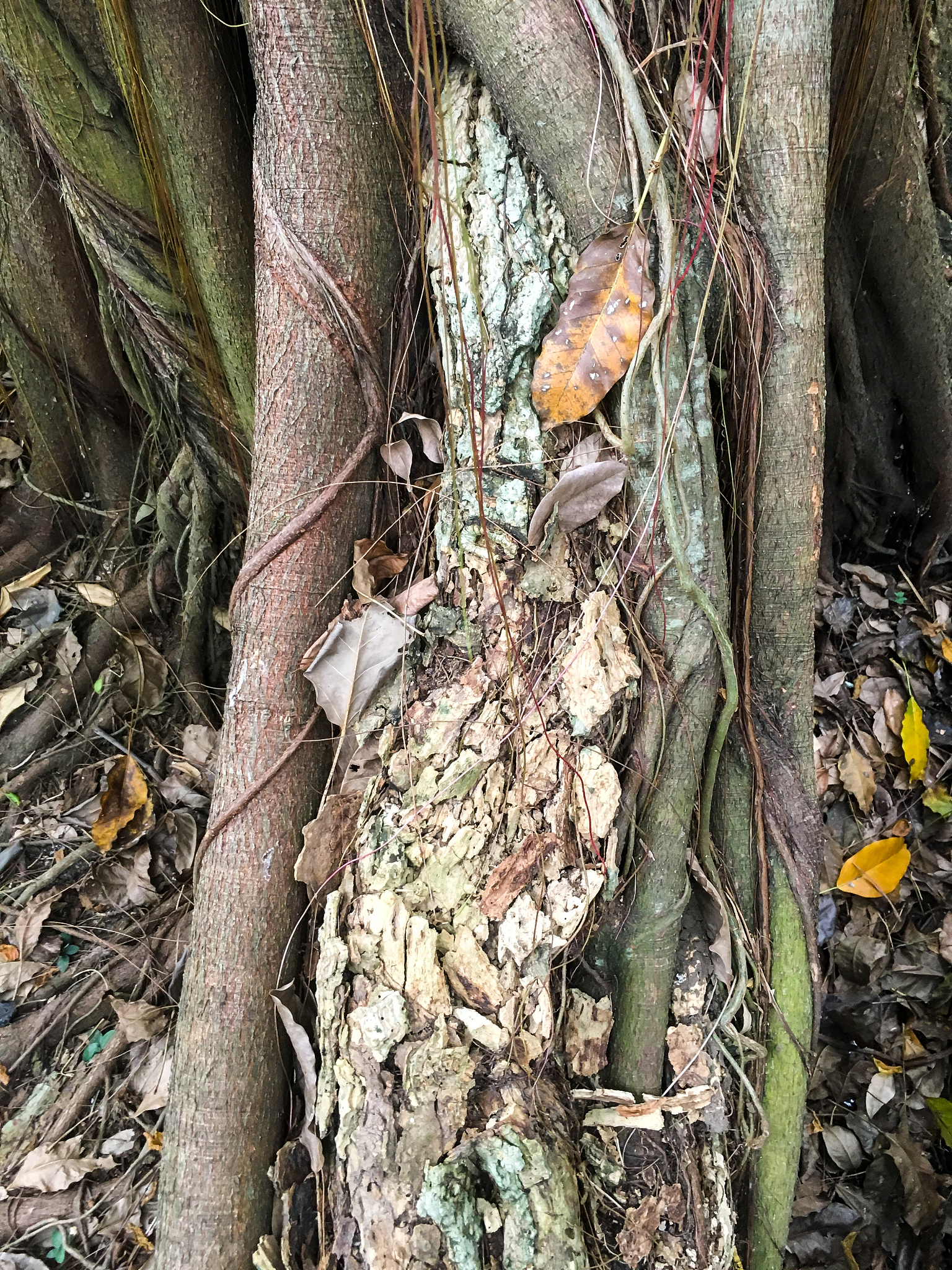人参养殖过程中有没有生物防治技术