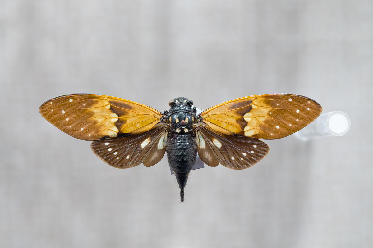 17年一次的盛宴！周期蝉的生存秘诀揭秘