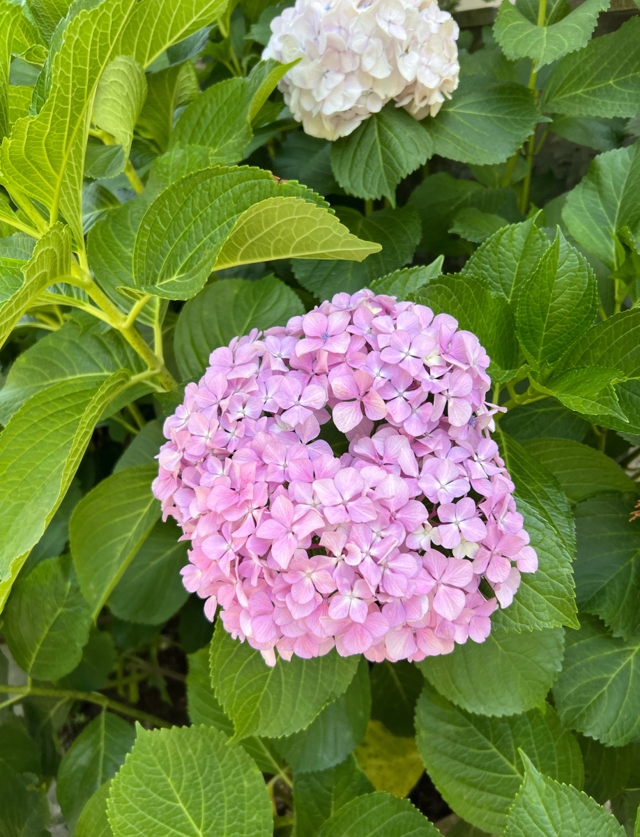 几月份种植绣球花好活,几月种绣球花最好