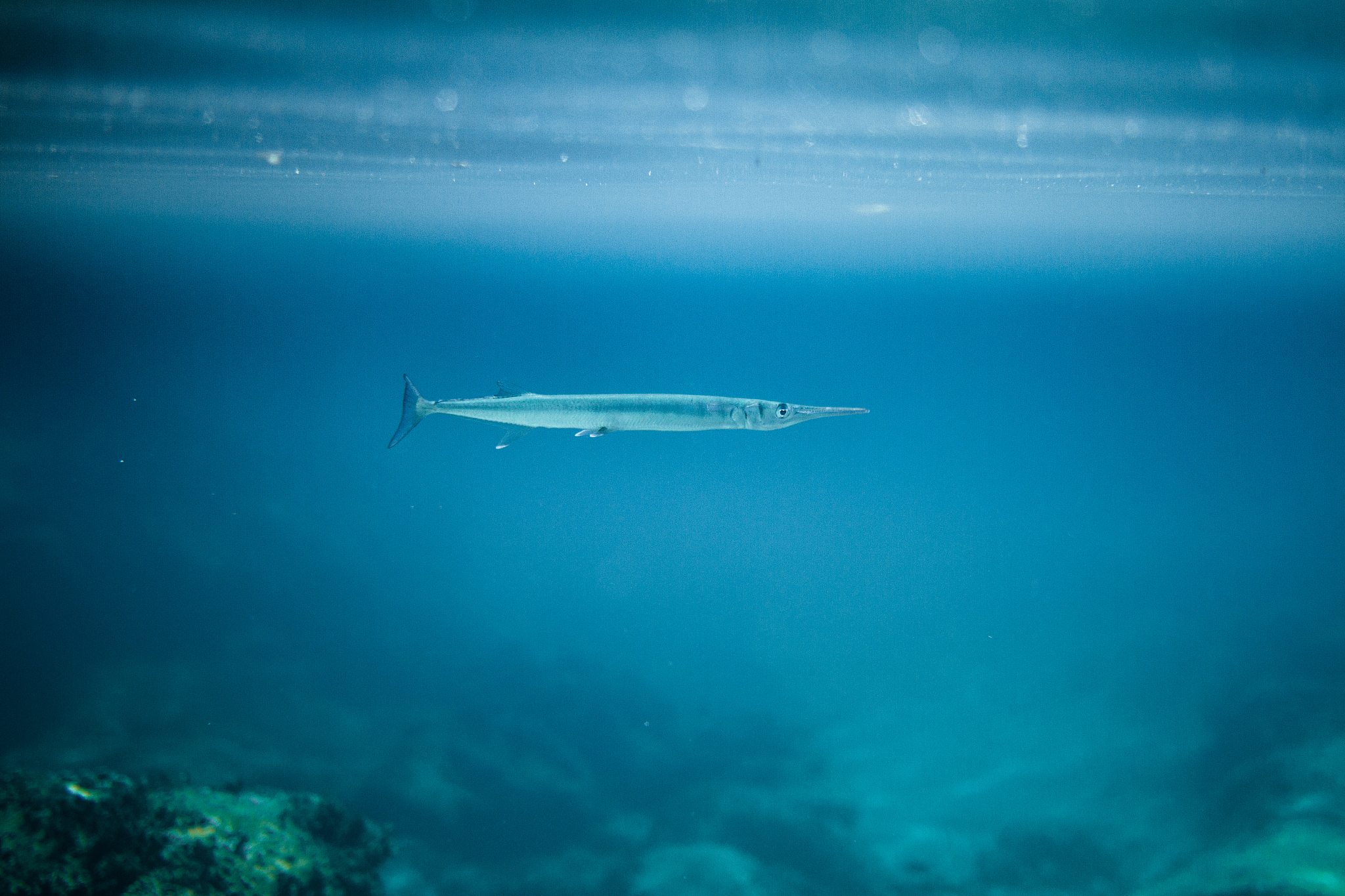 needlefish