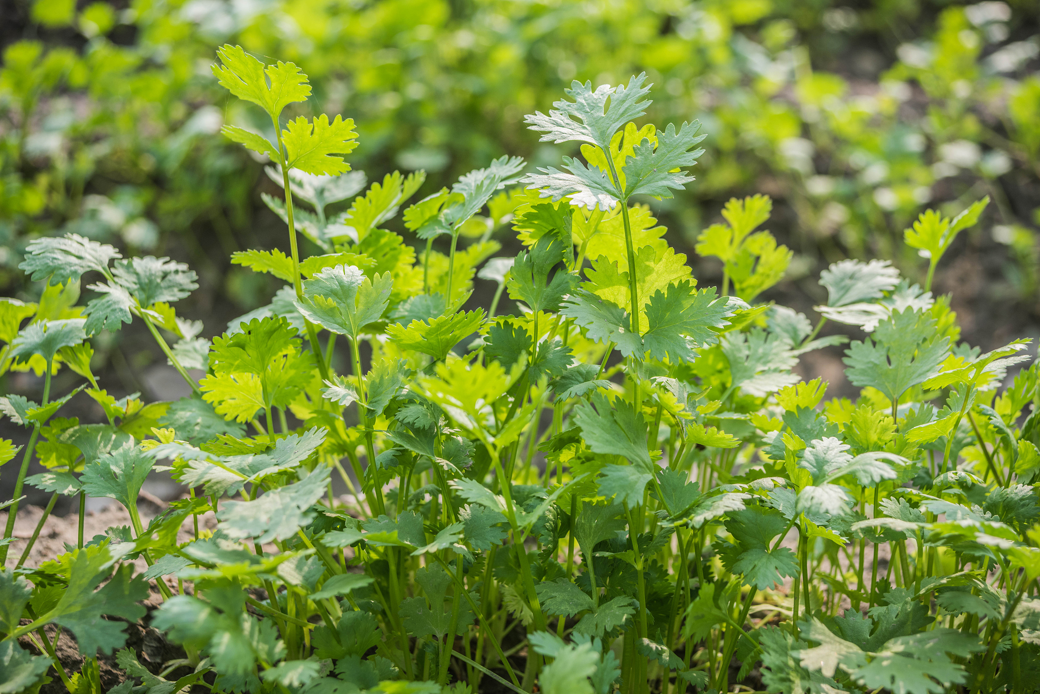 coriander field