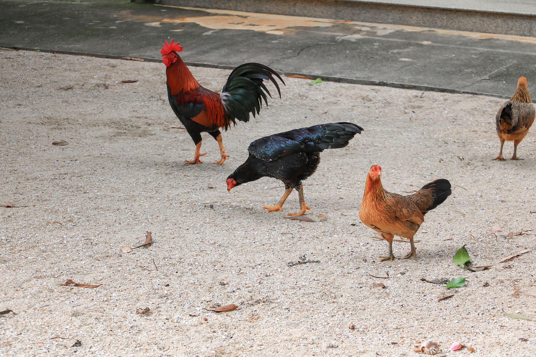 chicken look find food on the ground