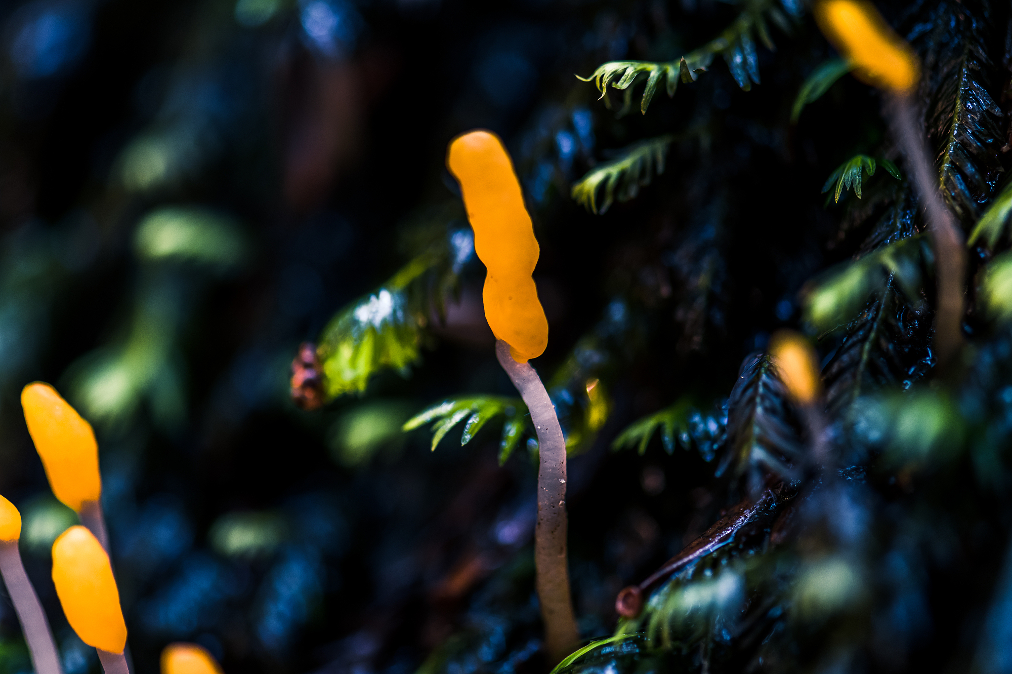 蘑菇富翁地产格子大揭秘：从蘑菇森林到珊瑚海岸