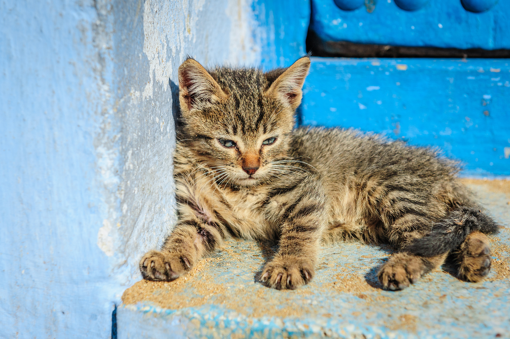 请提供10个儿童绘本AI提示指令要求它们能组成一本完整的绘本书讲述一个主题为假如我变成一只小猫后的生活的故事它们的【插画风格】和【色彩方案】描述要一致如果重复出现人物或物品需要出现完整描述人物的身份特征因为AI绘画工具无法联系上下文。结尾处生成一本完整绘本书的草图。