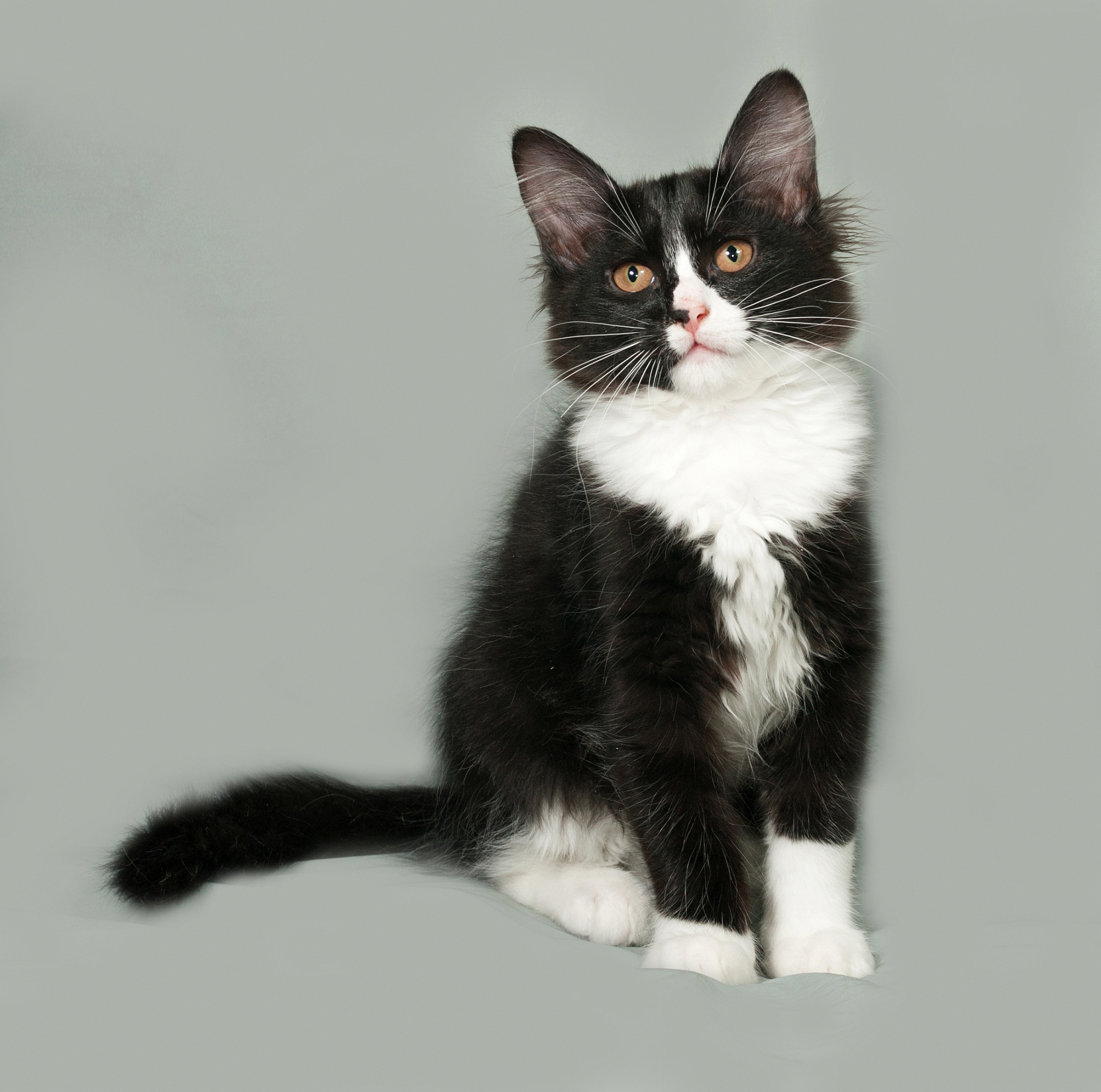 猫猫和猫咪和猫有什么区别