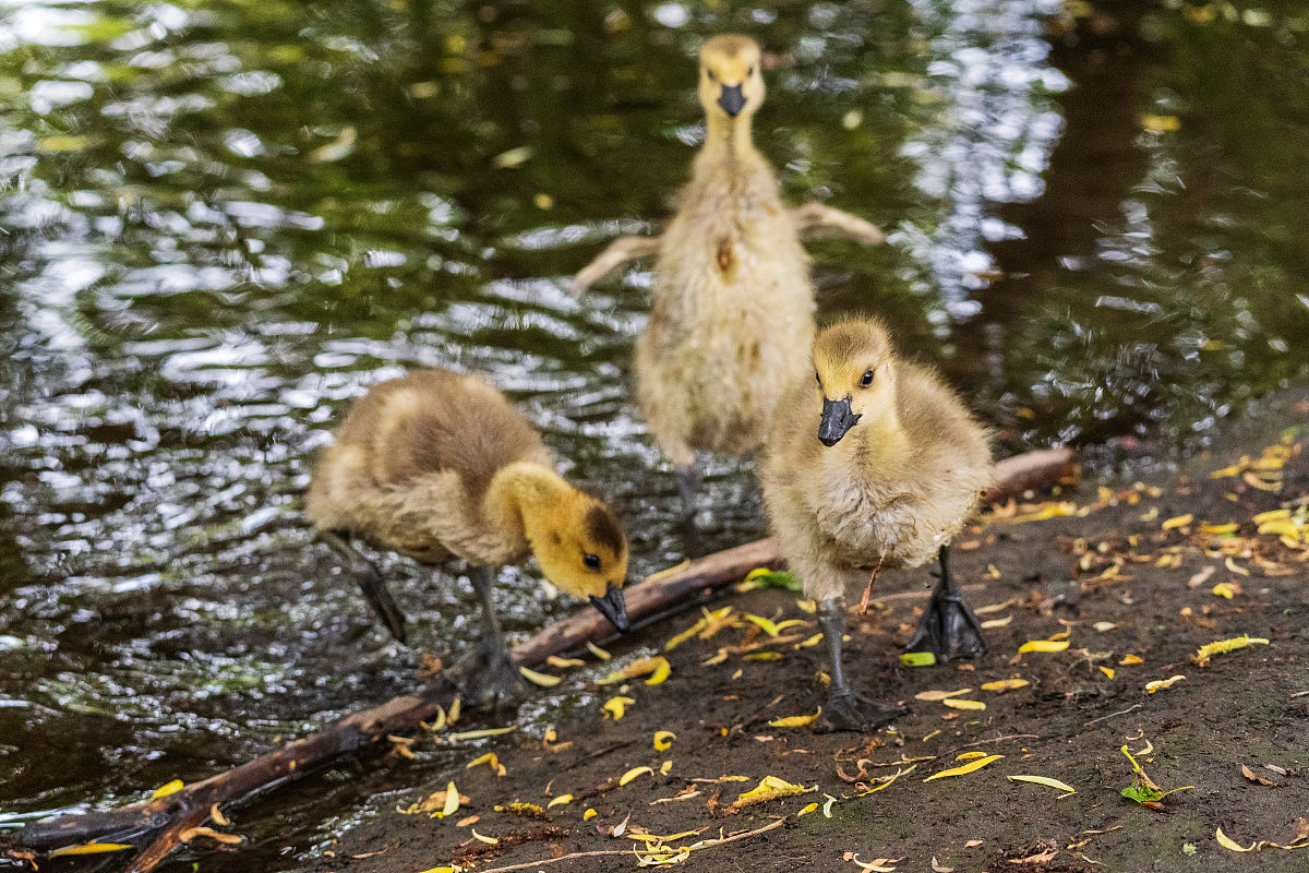 网上买的小鸭子怎么养