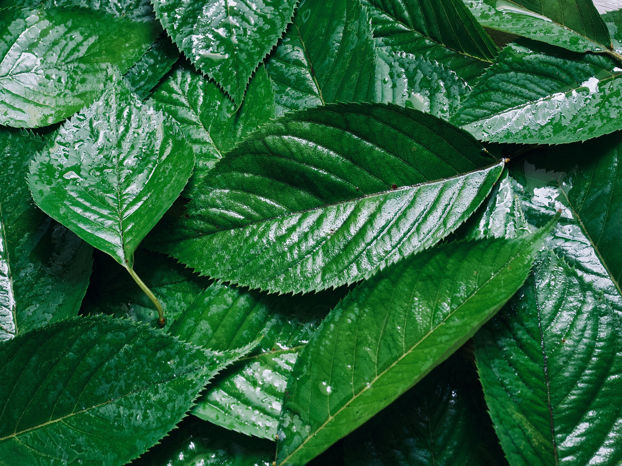 green foliage background, water drops