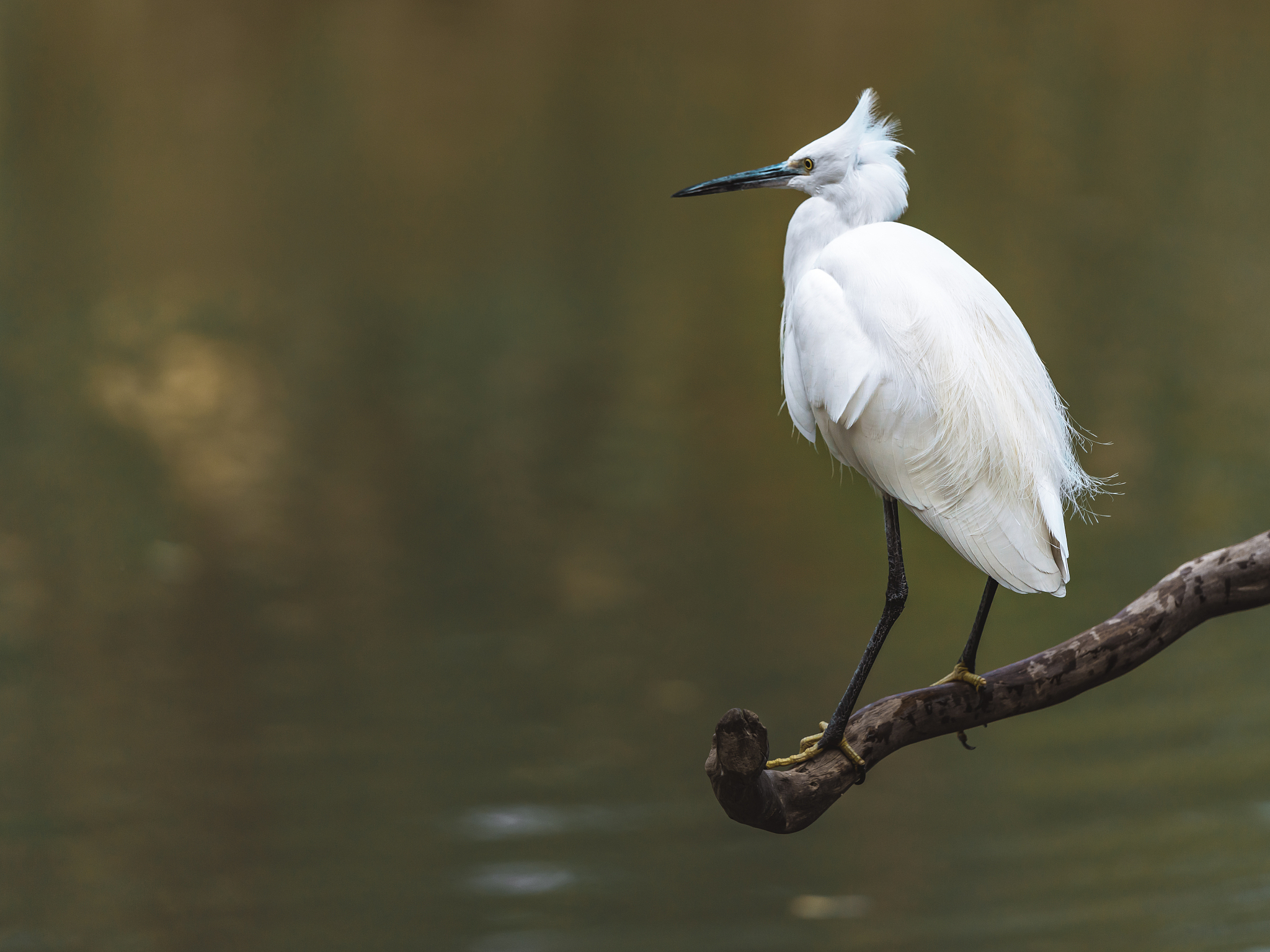 孑怎么读？带你探寻汉字'孑'的奥秘