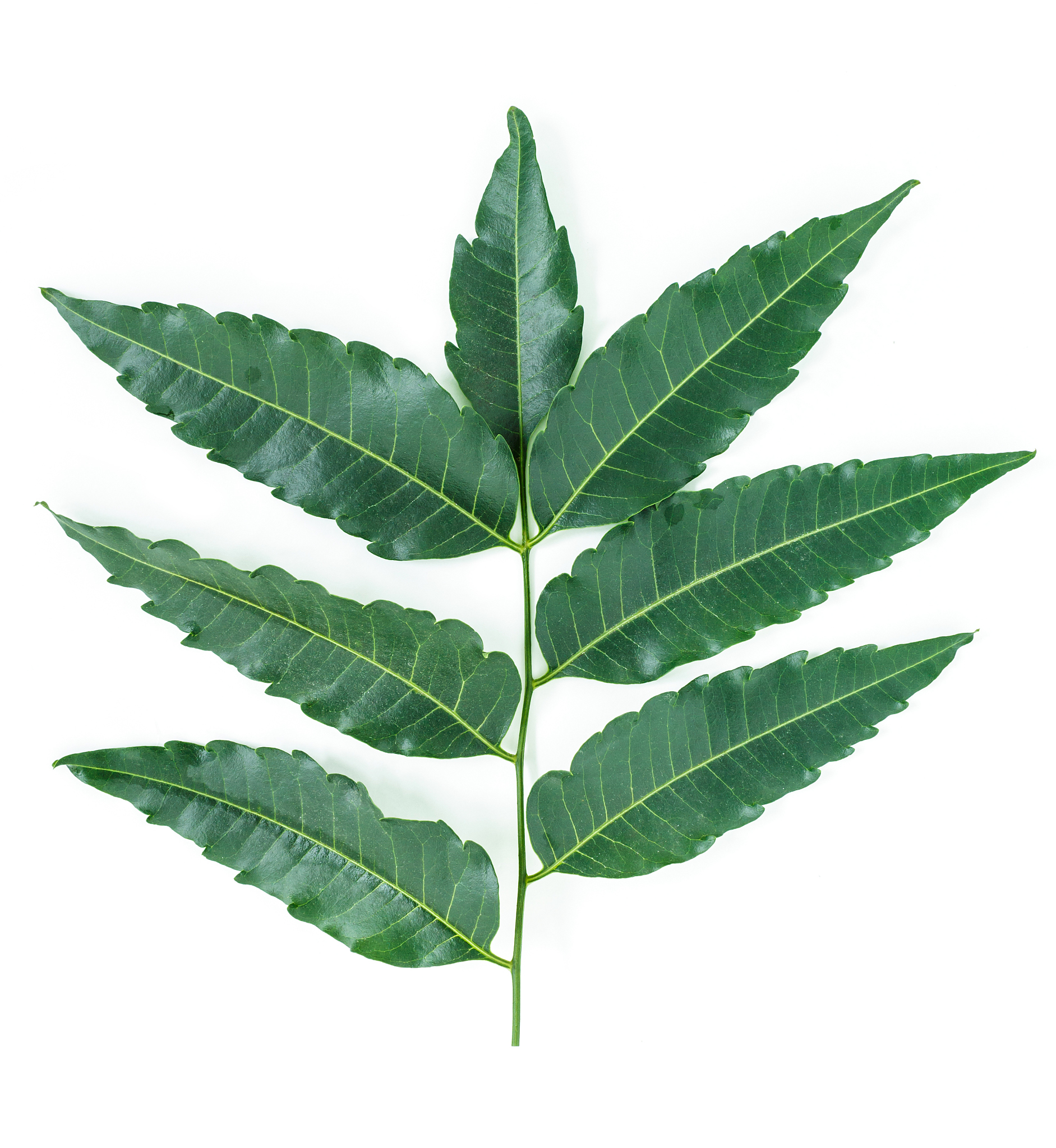 green leaf texture on white background.