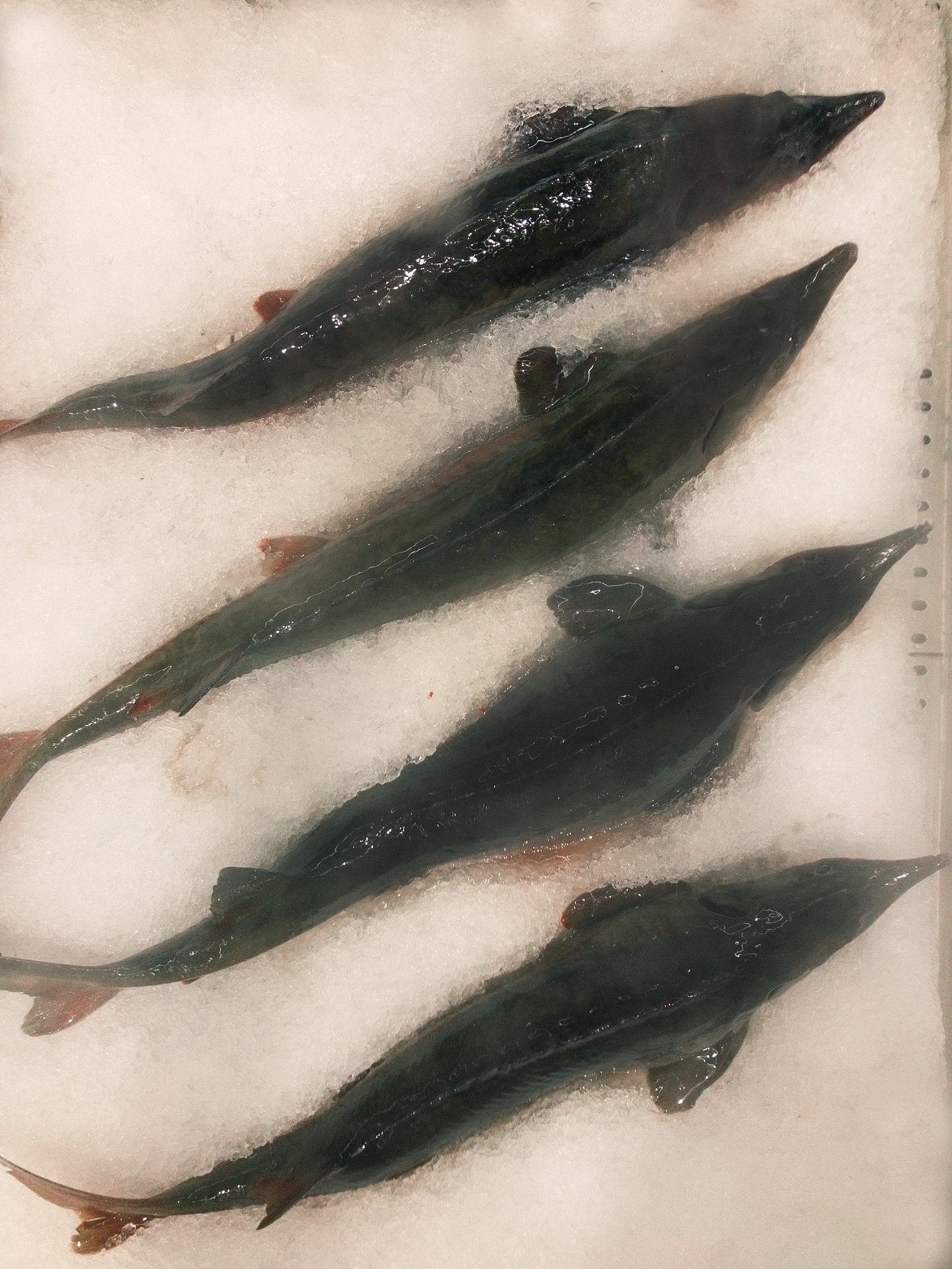 集美大学水产学院有哪些专业？