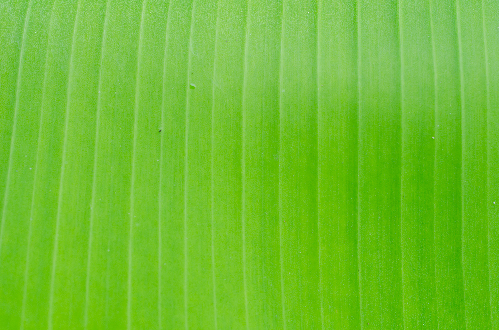 banana leaf