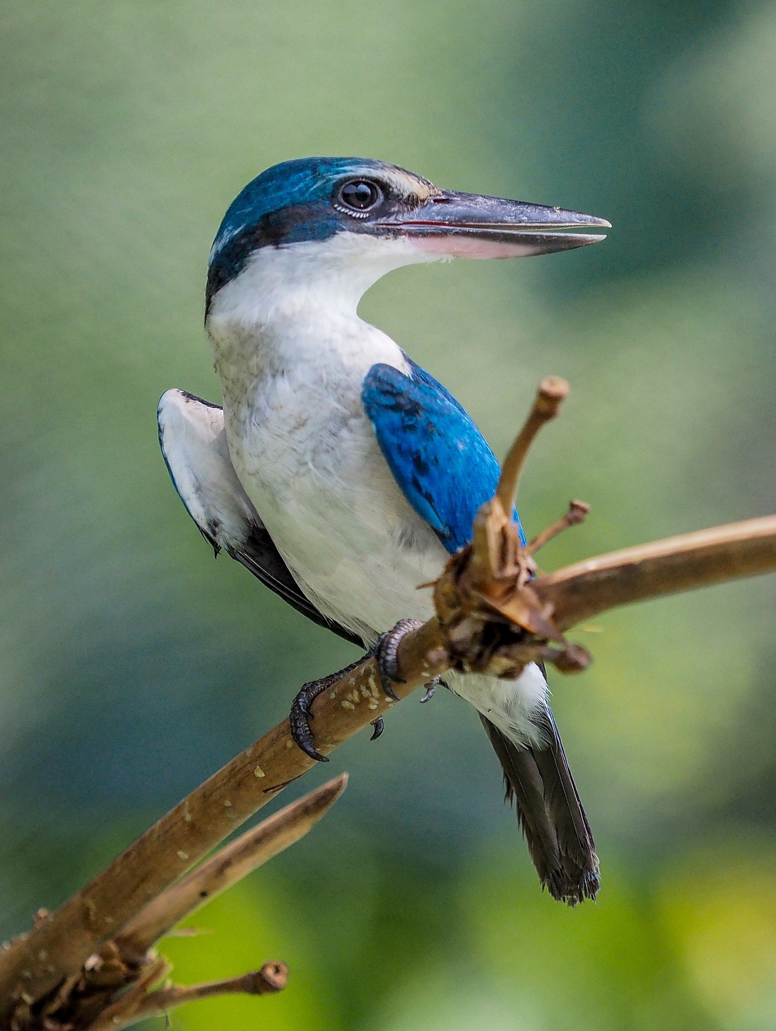 鞍子嘴能泡水喝吗，