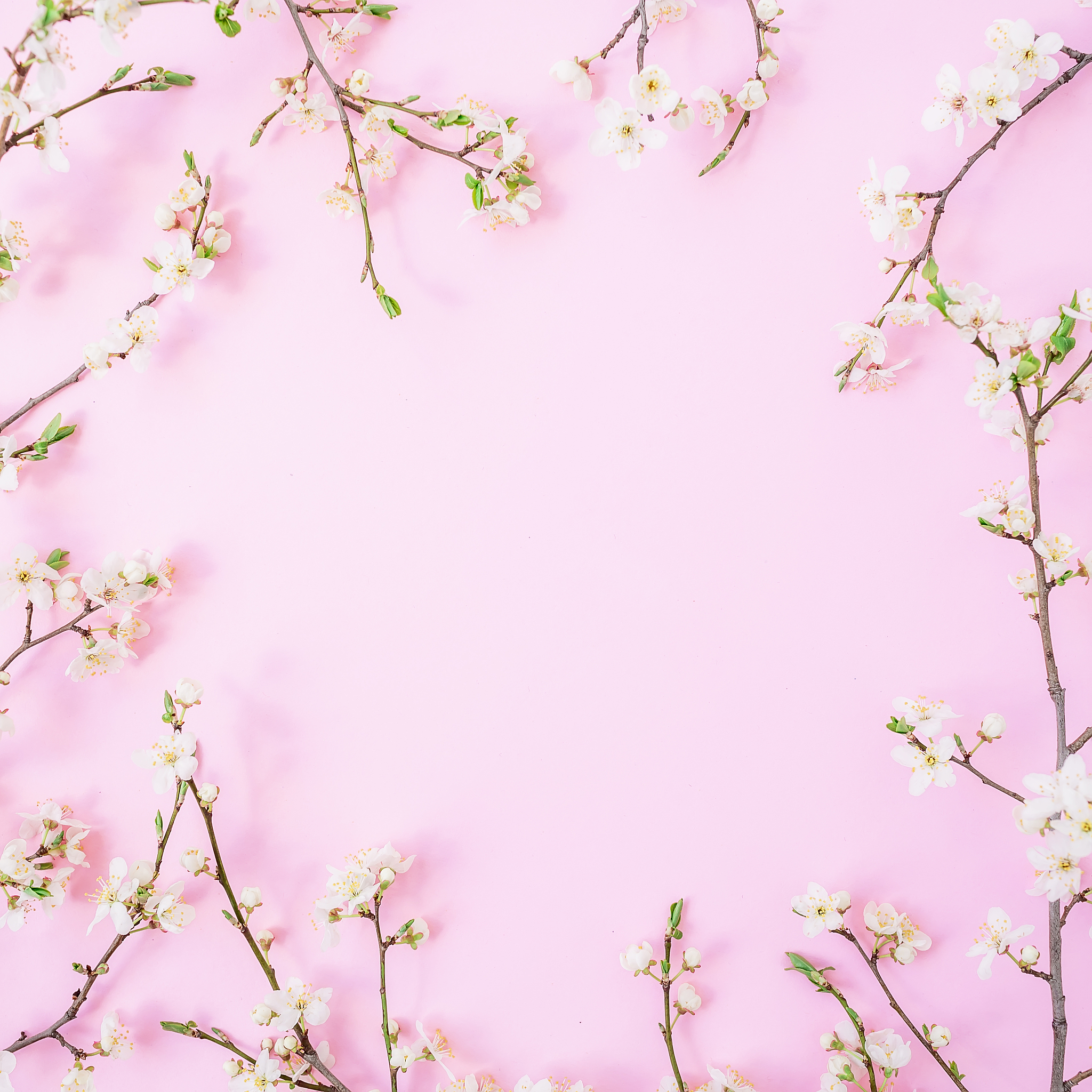 floral frame with spring flowers isolated on pink background. fl