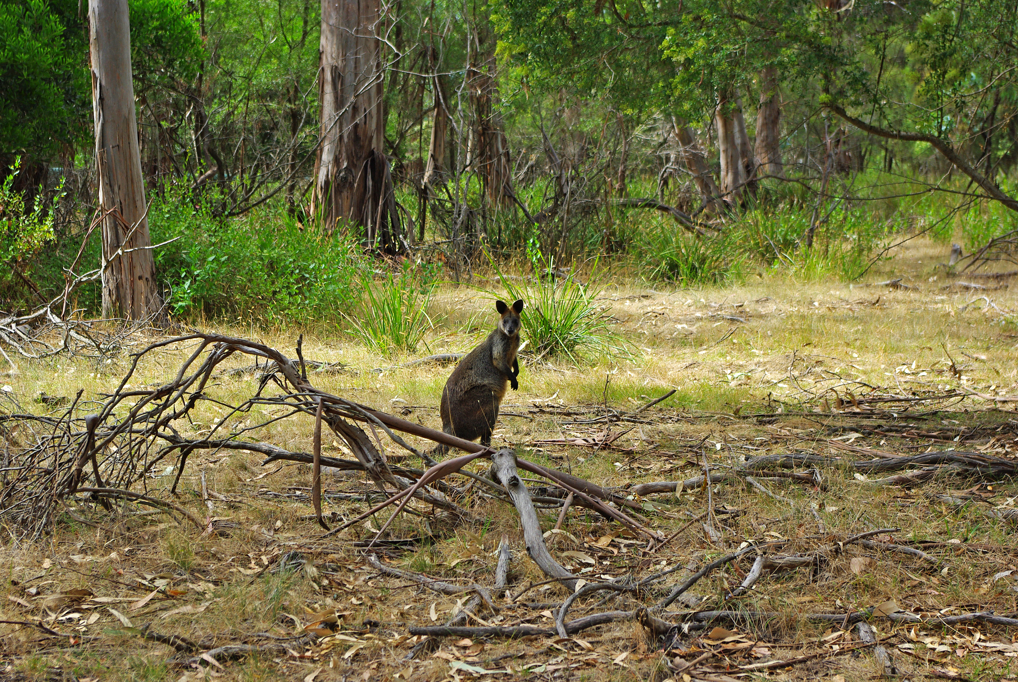 渡渡鸟是怎么灭绝的