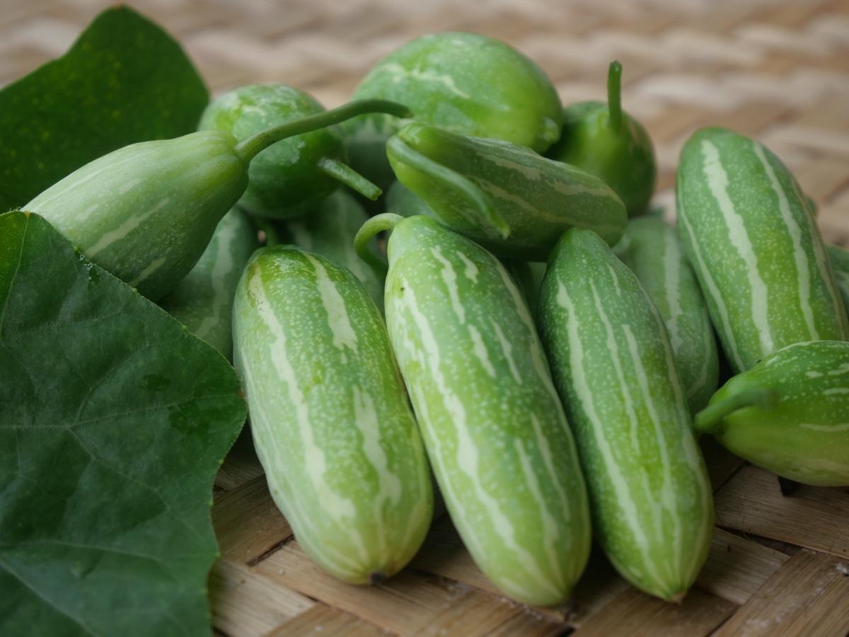 西瓜、黄瓜、甜瓜、冬瓜、南瓜、西葫芦开花结果习性和植株调整技术对比