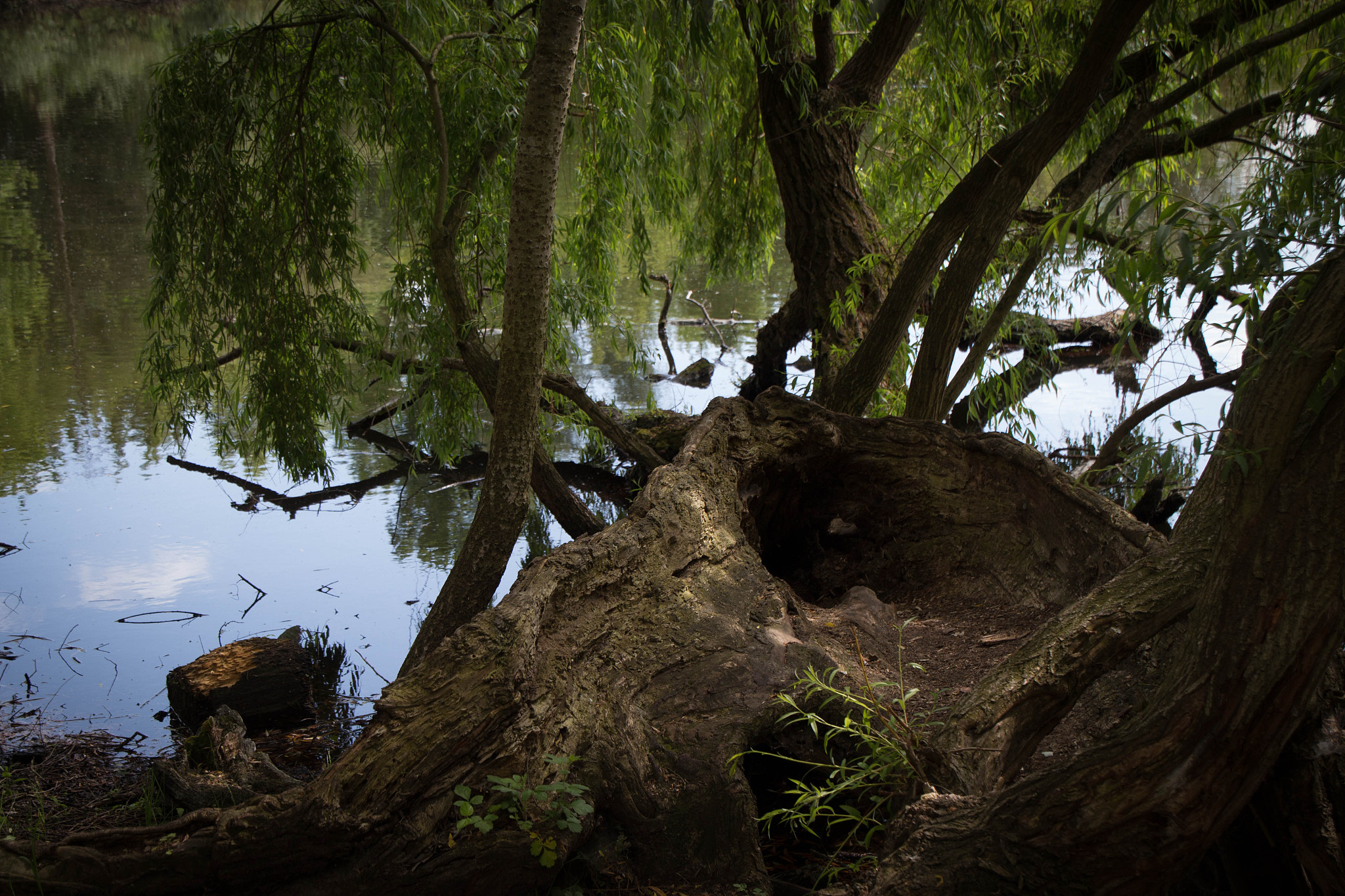 爬满羊皮藤的空坟墓好不好呢回答加拓展