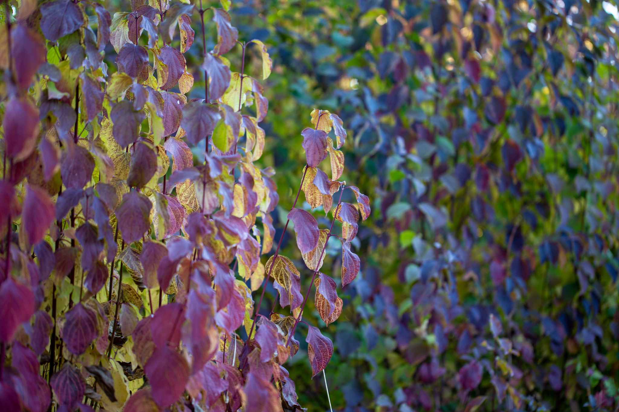 举一个excel中公式和条件格式结合的例子