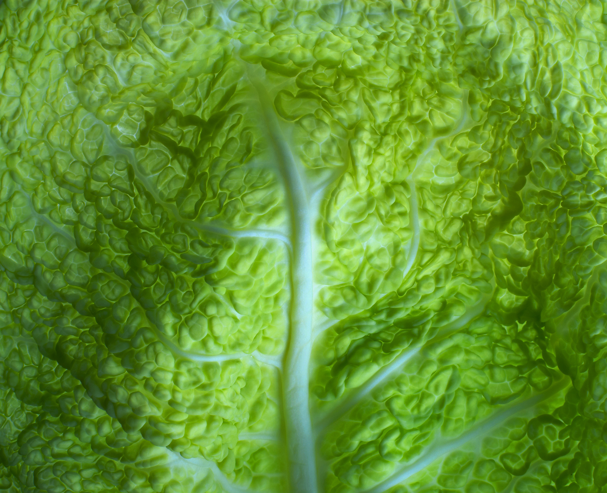 光合色素的作用和成分：不含mg，促进植物生长发育