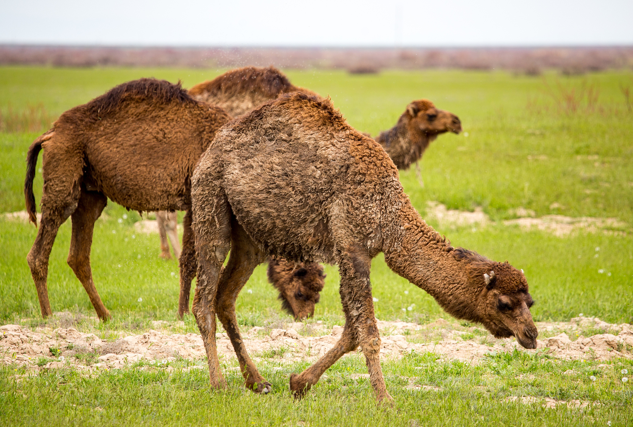 骆驼吃什么食物？