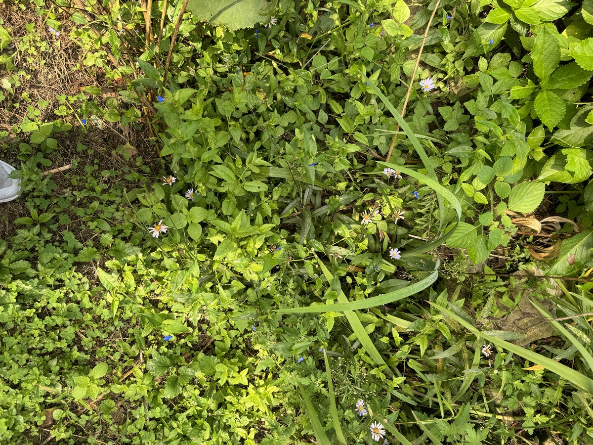 香港鹧鸪菜有副作用么