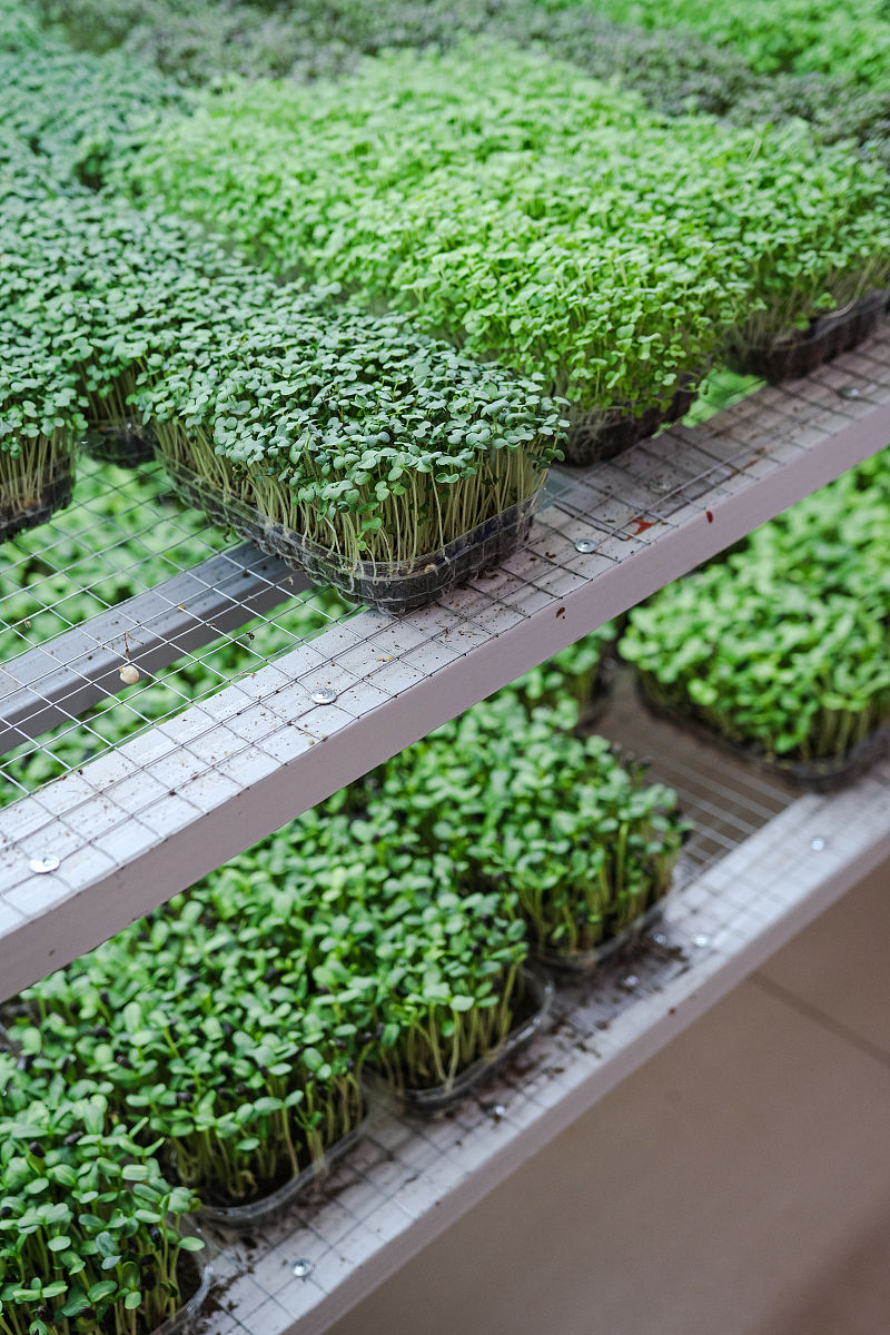 现剪现吃豌豆苗：有机肥水培，纯天然绿色美味！