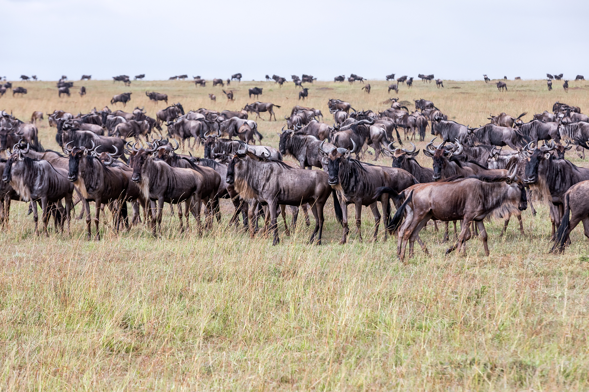 wildebeest herd at wild in great migration