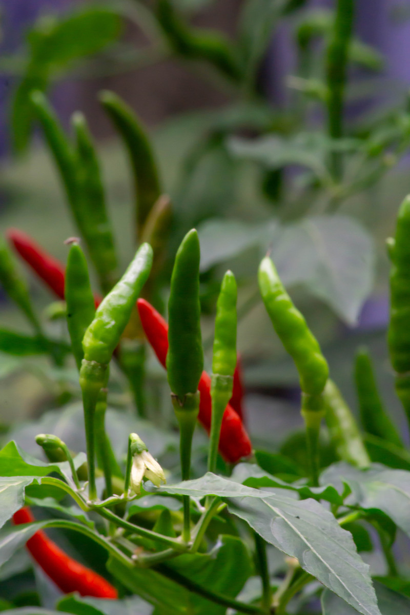 黔品农业辣椒品种介绍帮我用200字详细描述