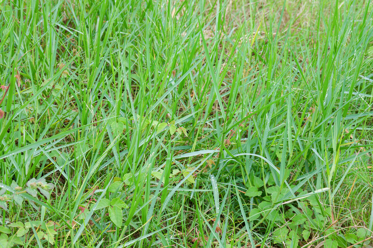 本特草有什么特点