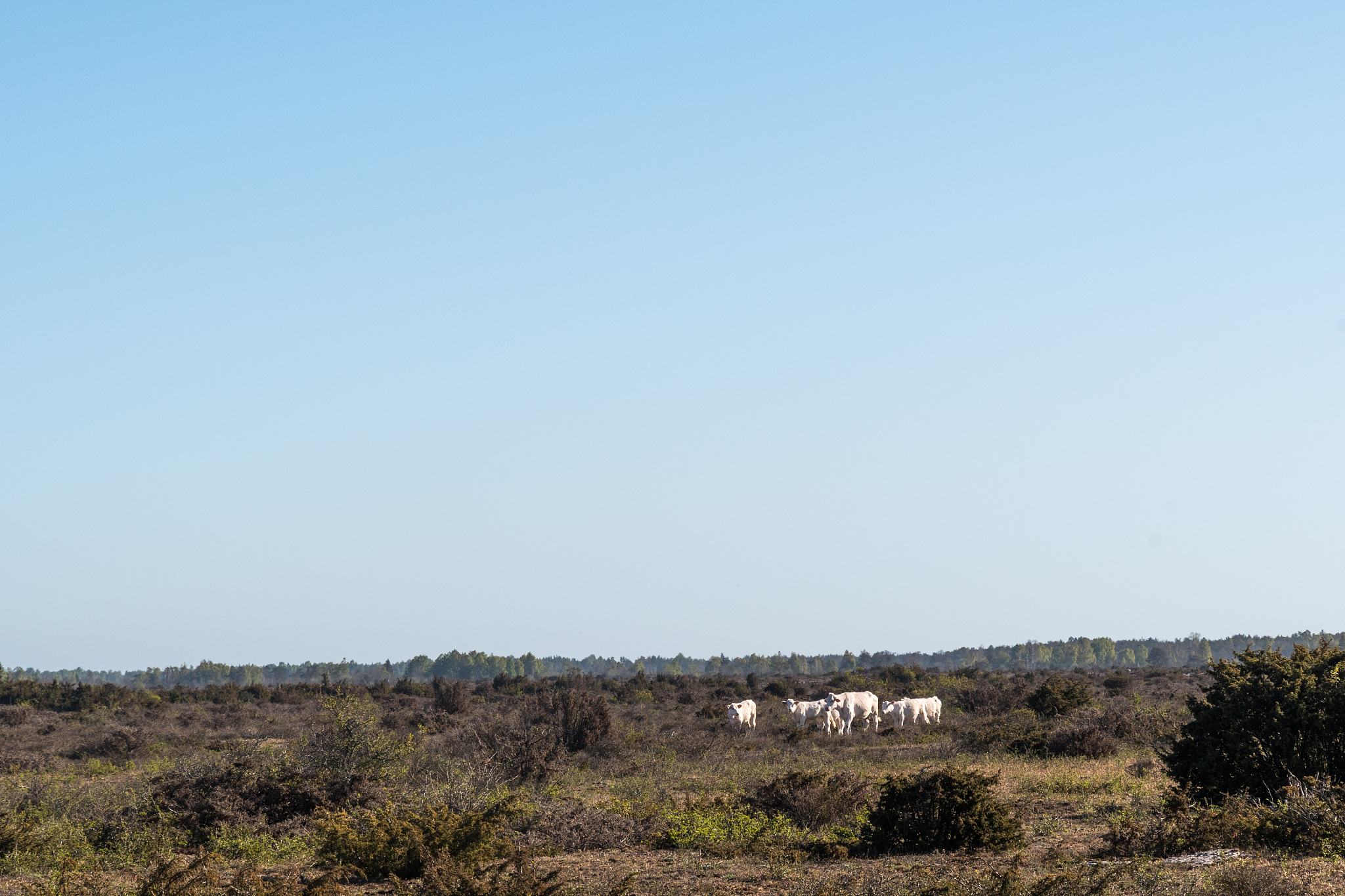 herd with white cattle in a pastureland