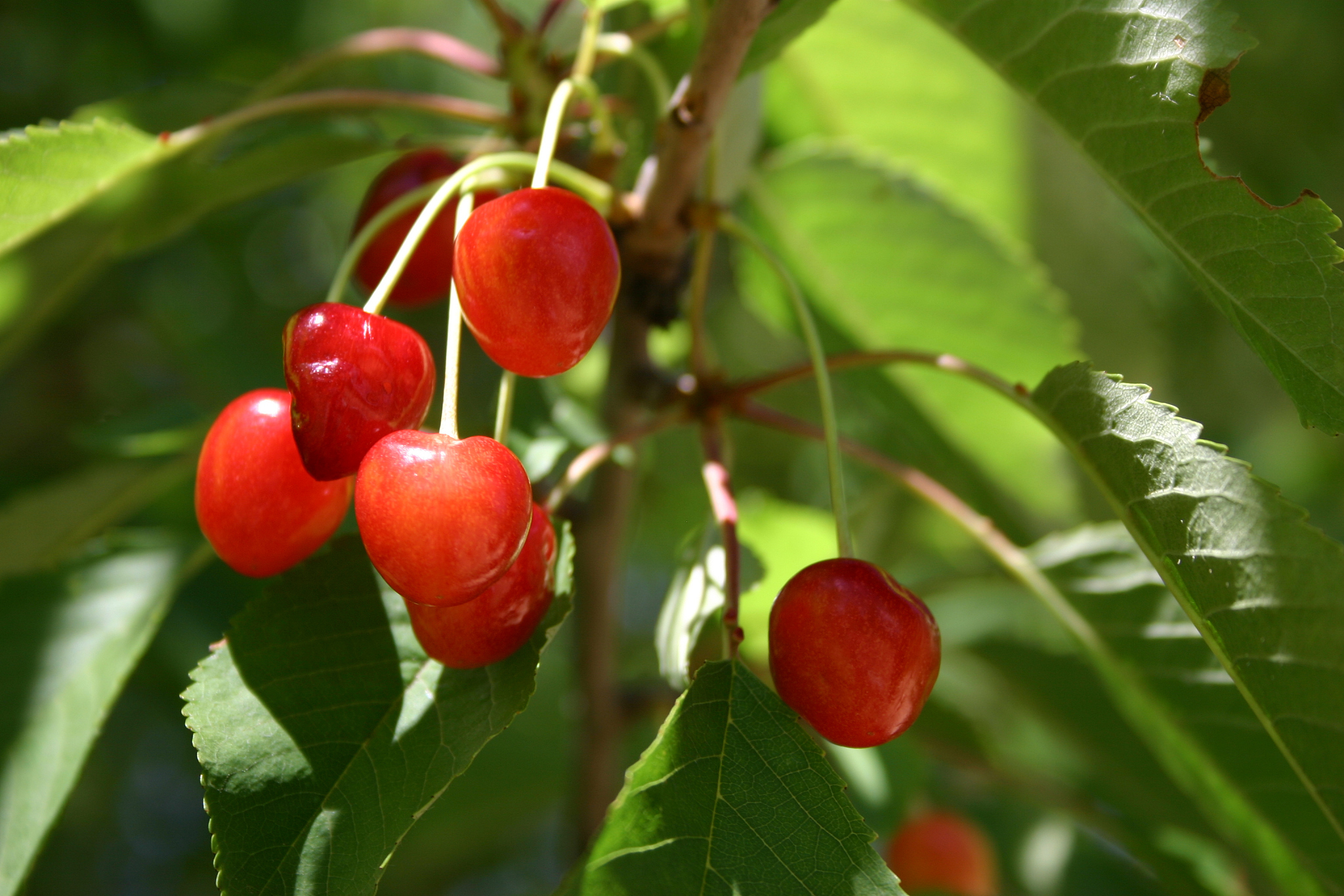 cherry
