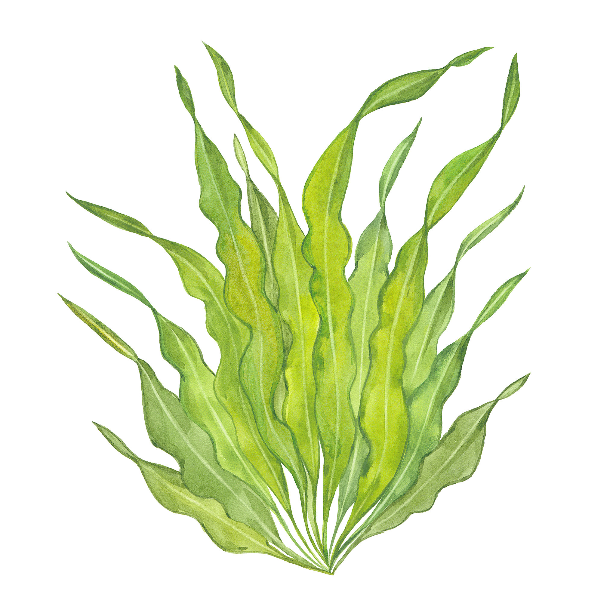 watercolor green seaweed