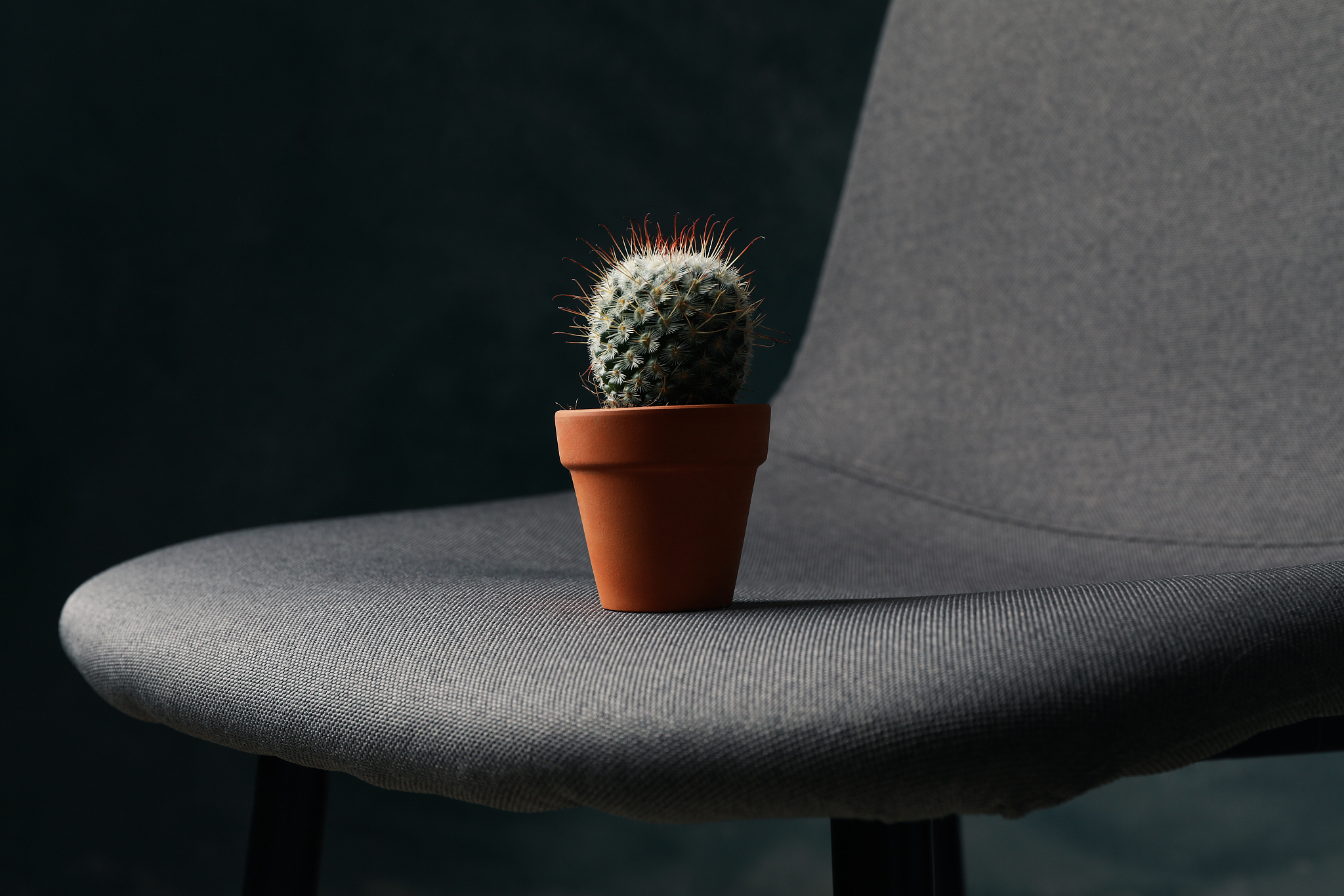 chair with cactus in dark room. hemorrhoids