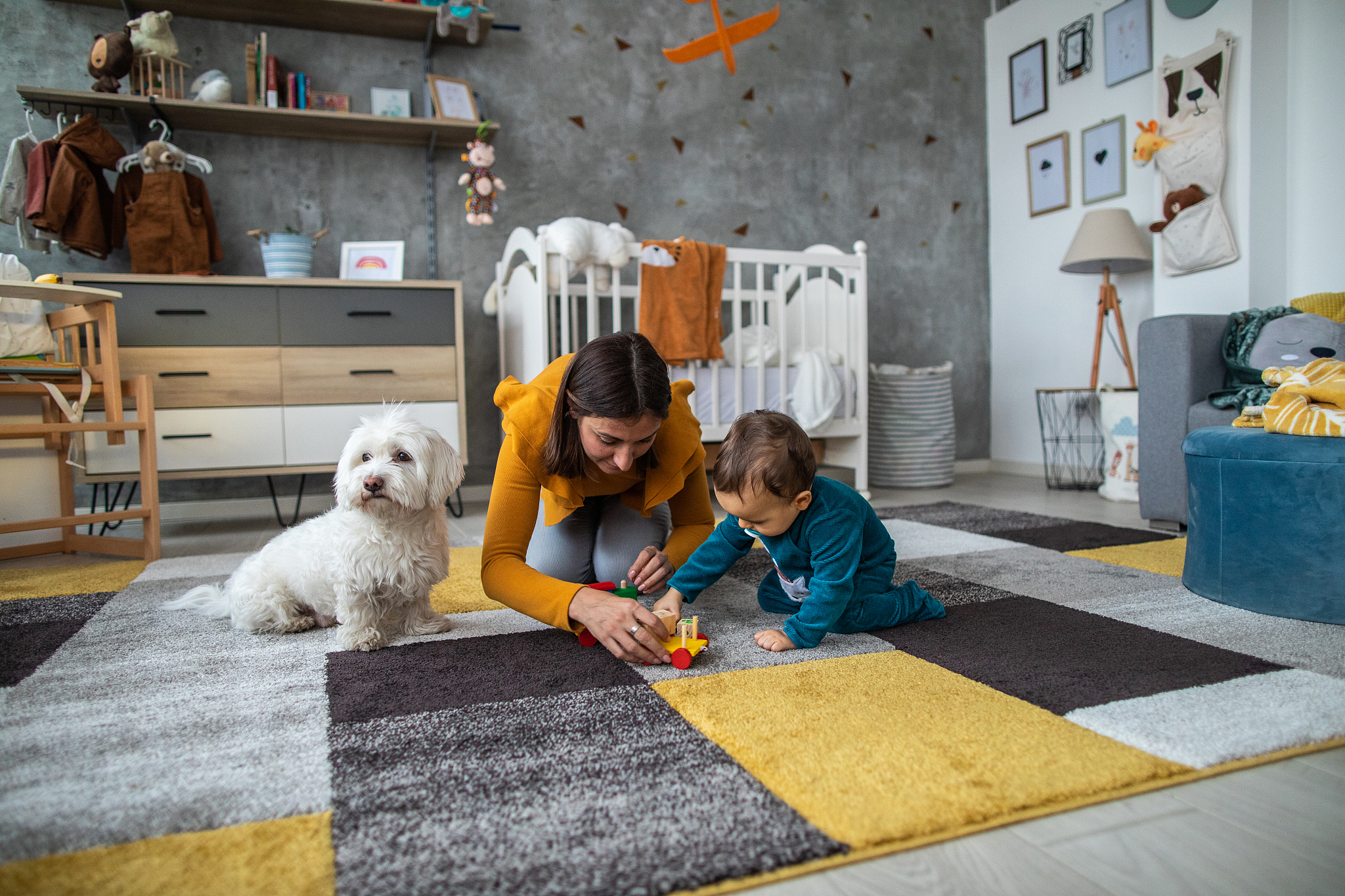 用500字分析宠物犬活动空间的色彩特征