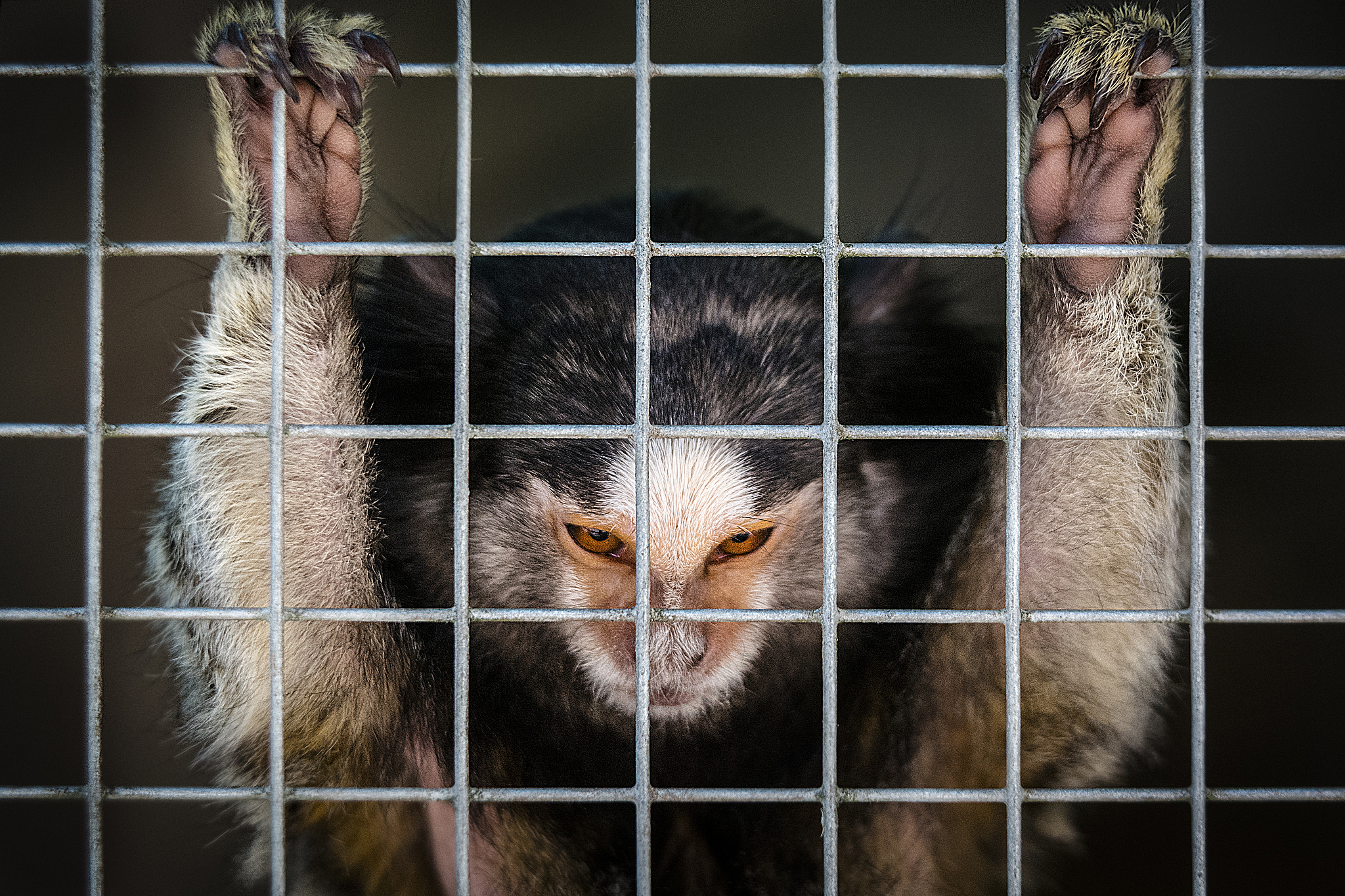 郑晓群动物摄影作品中的'牢笼'意象解读