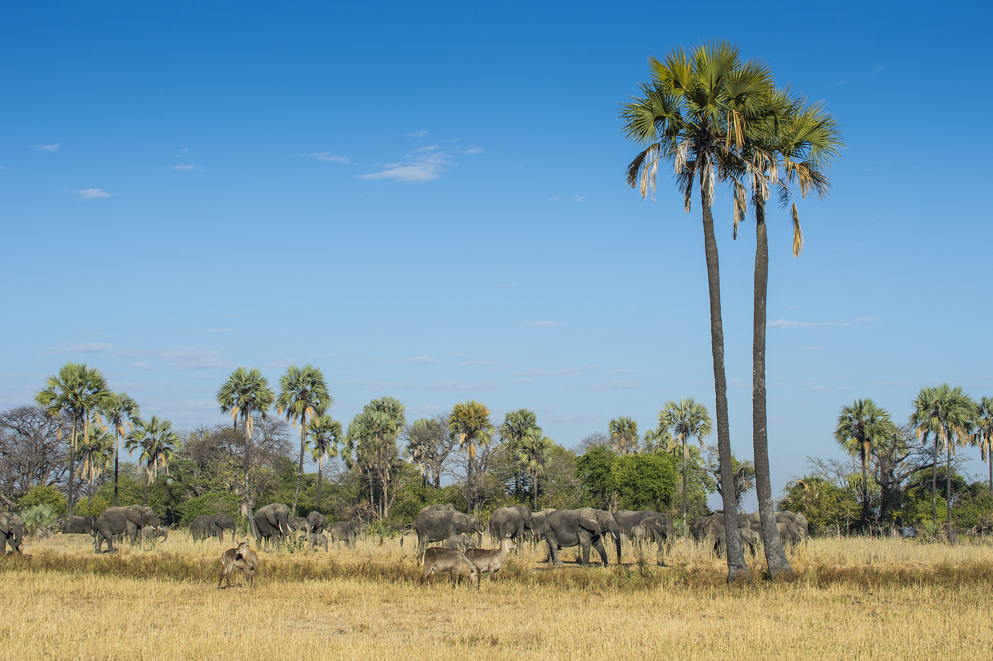 waterbucks (kobus ellipsiprymnus) before african bush elephants 