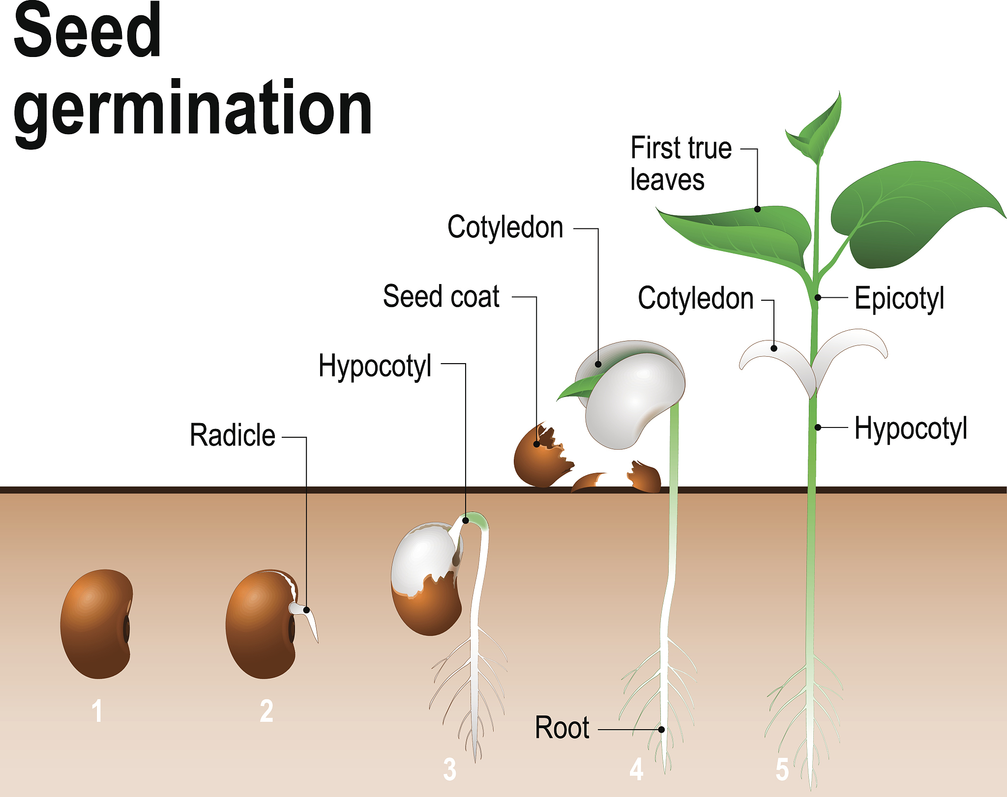 植物生长模型：叶重量、净同化率与种子产量之间的关系