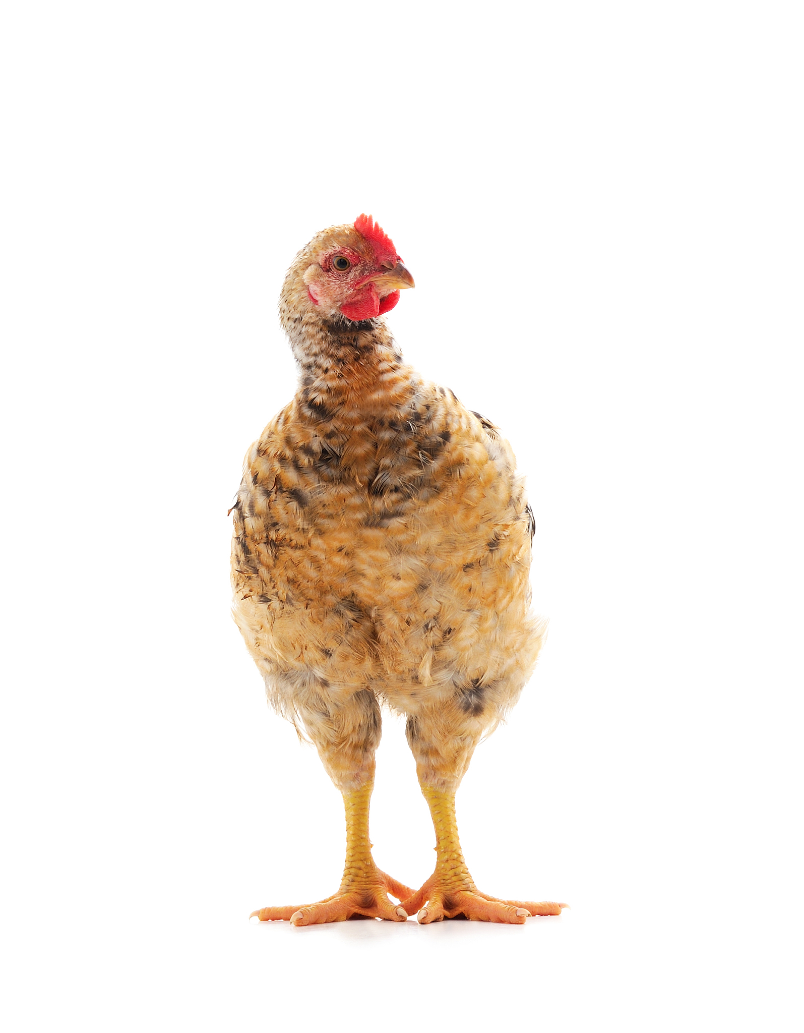 small brown chicken.