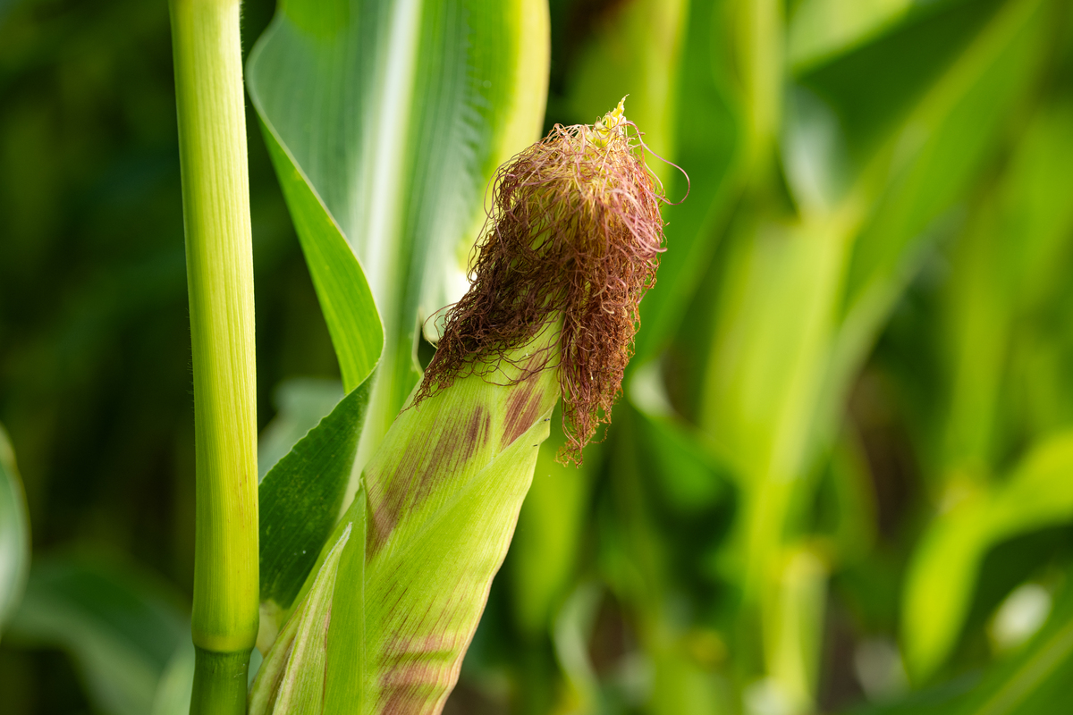 以下句子是一篇作物生理学方面文章的题目请帮我翻译成中文Positive response of maize husk traits for improving heat tolerance during flowering by alleviating husk inside temperature