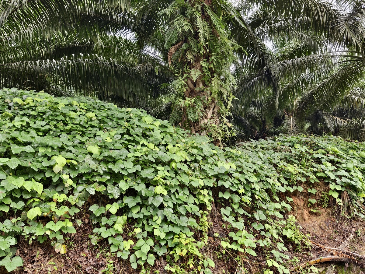 油棕树周围的毛药藤