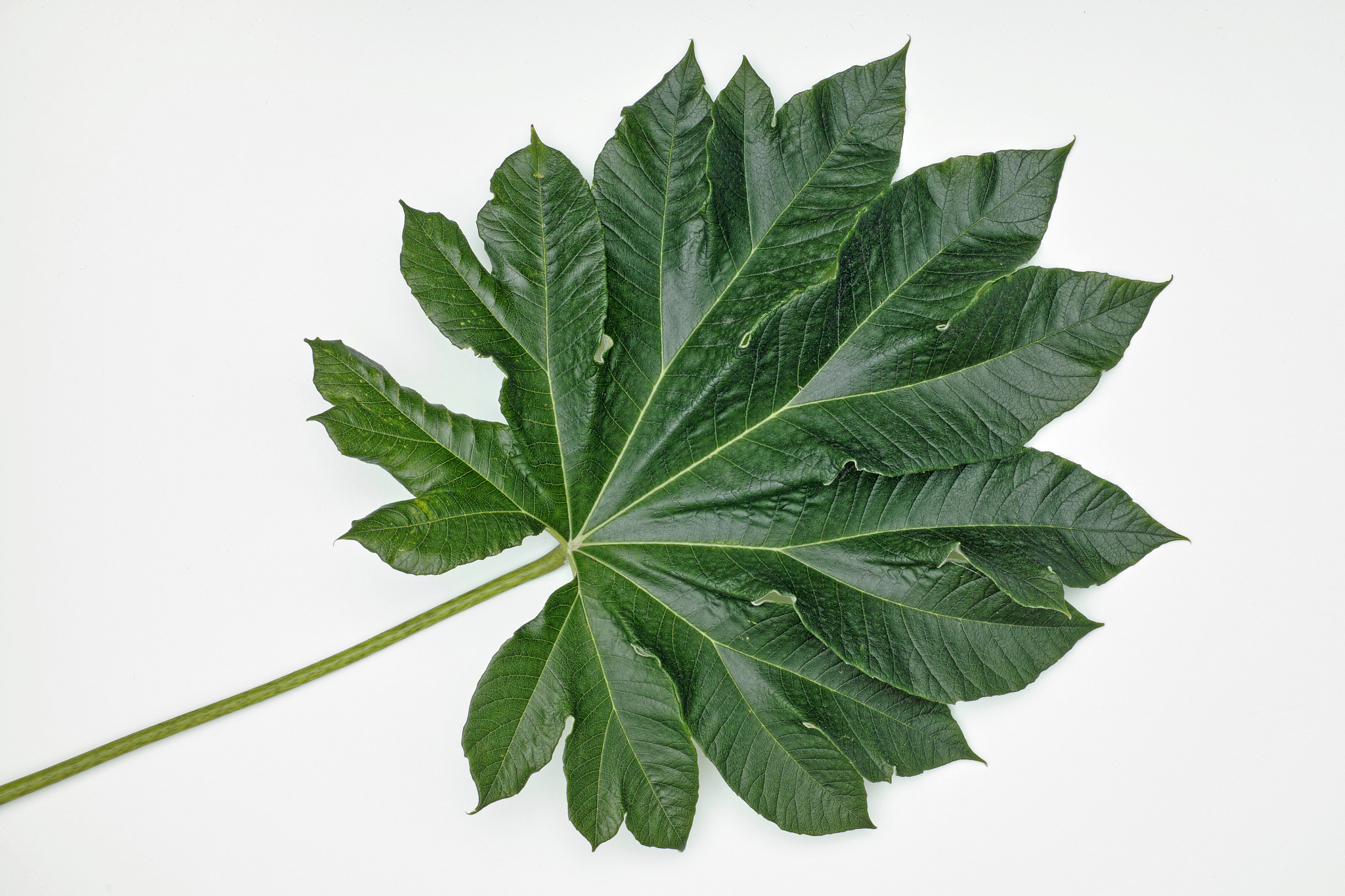 leaf of rice paper plant