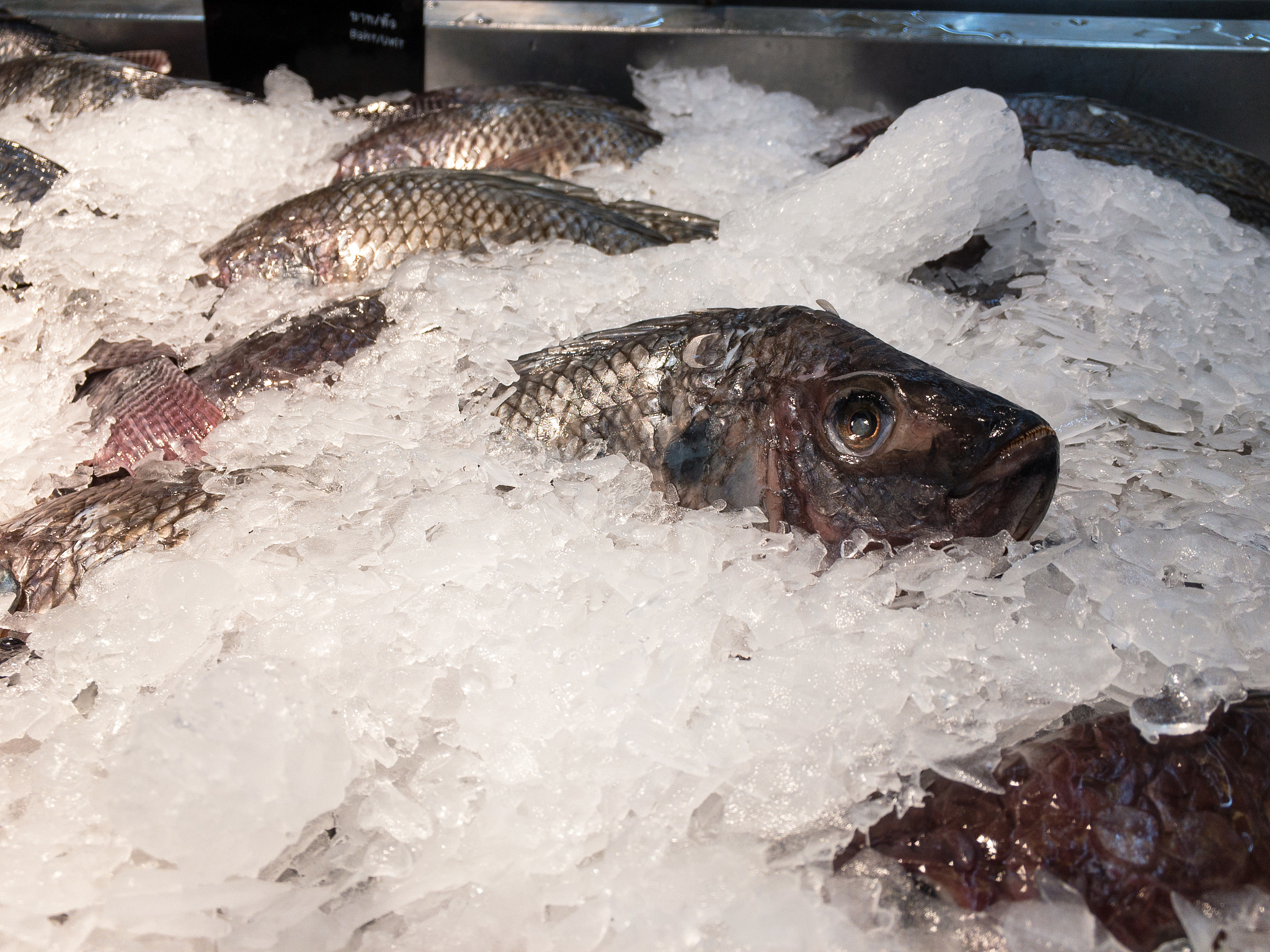 翻译成英语：如何开水煮活鱼