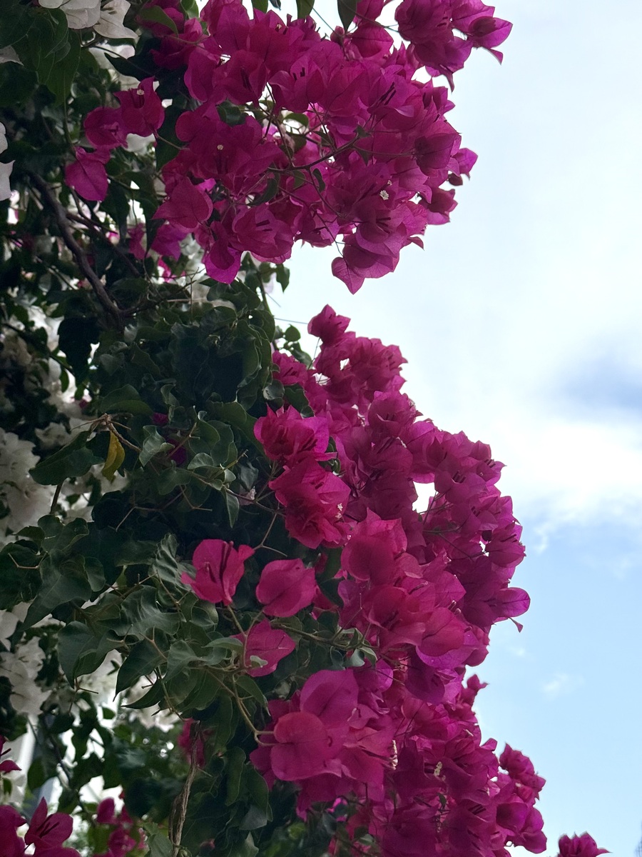 三角梅花语：坚强、勇敢、自信、爱情、友情