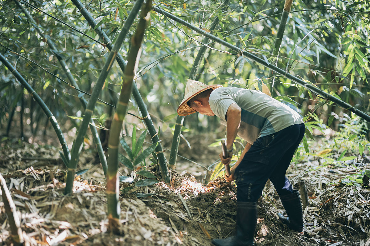 竹笋大师是一位vb程序员同时又是一名出租车司机又是一名临时演员偶然机遇下靠着卖萌和变脸技术在社交平台发布了挖呀挖呀挖短视频迅速走红割韭菜直播带货走上人生巅峰