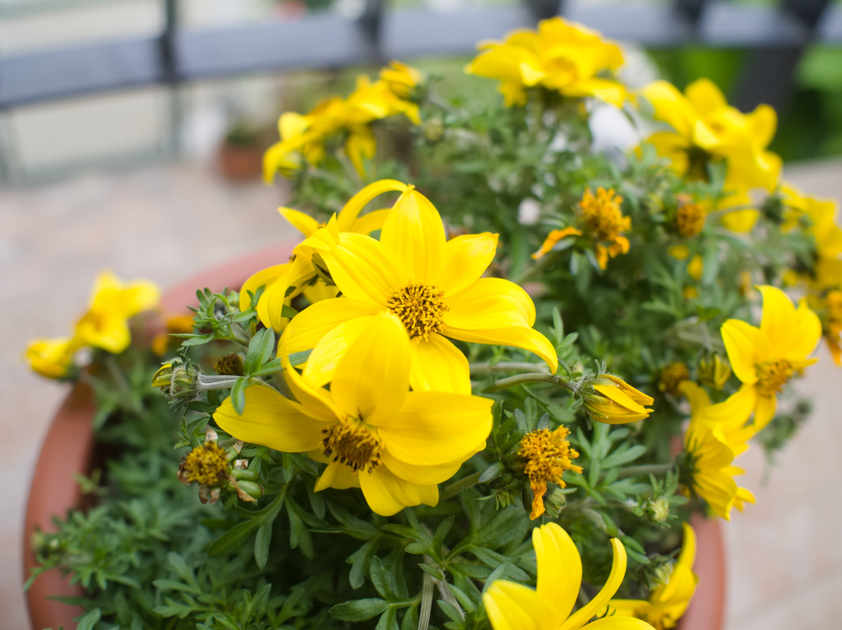 地涌金莲种植技巧和养护方法 - 观赏植物栽培指南