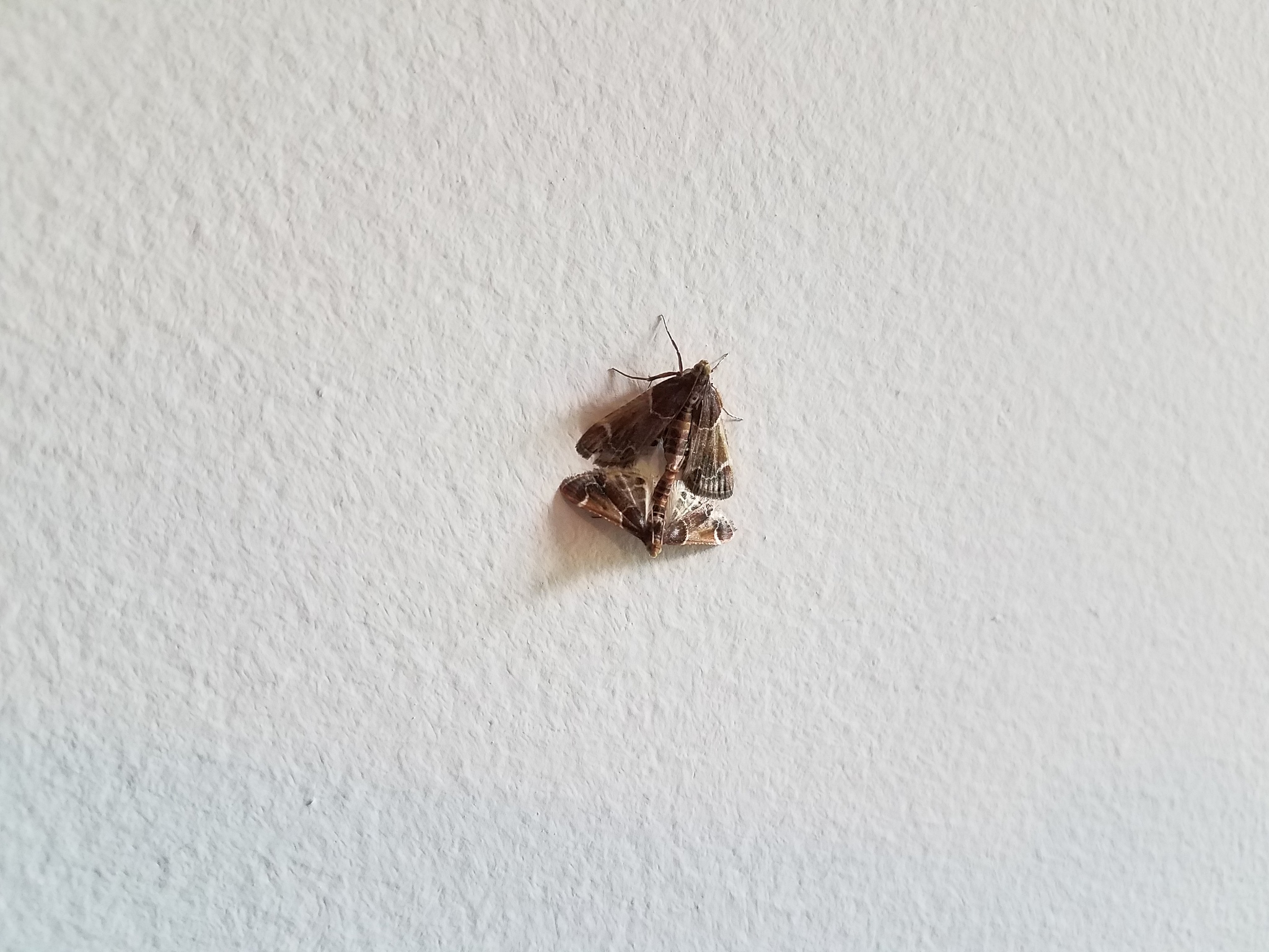 brown moth insects with wings mating on white wall