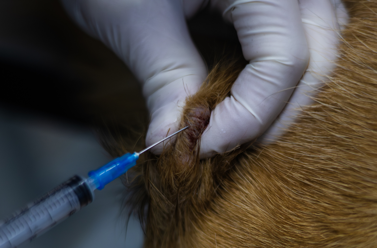 动物医学专业详解：课程、实习、职业发展和要求