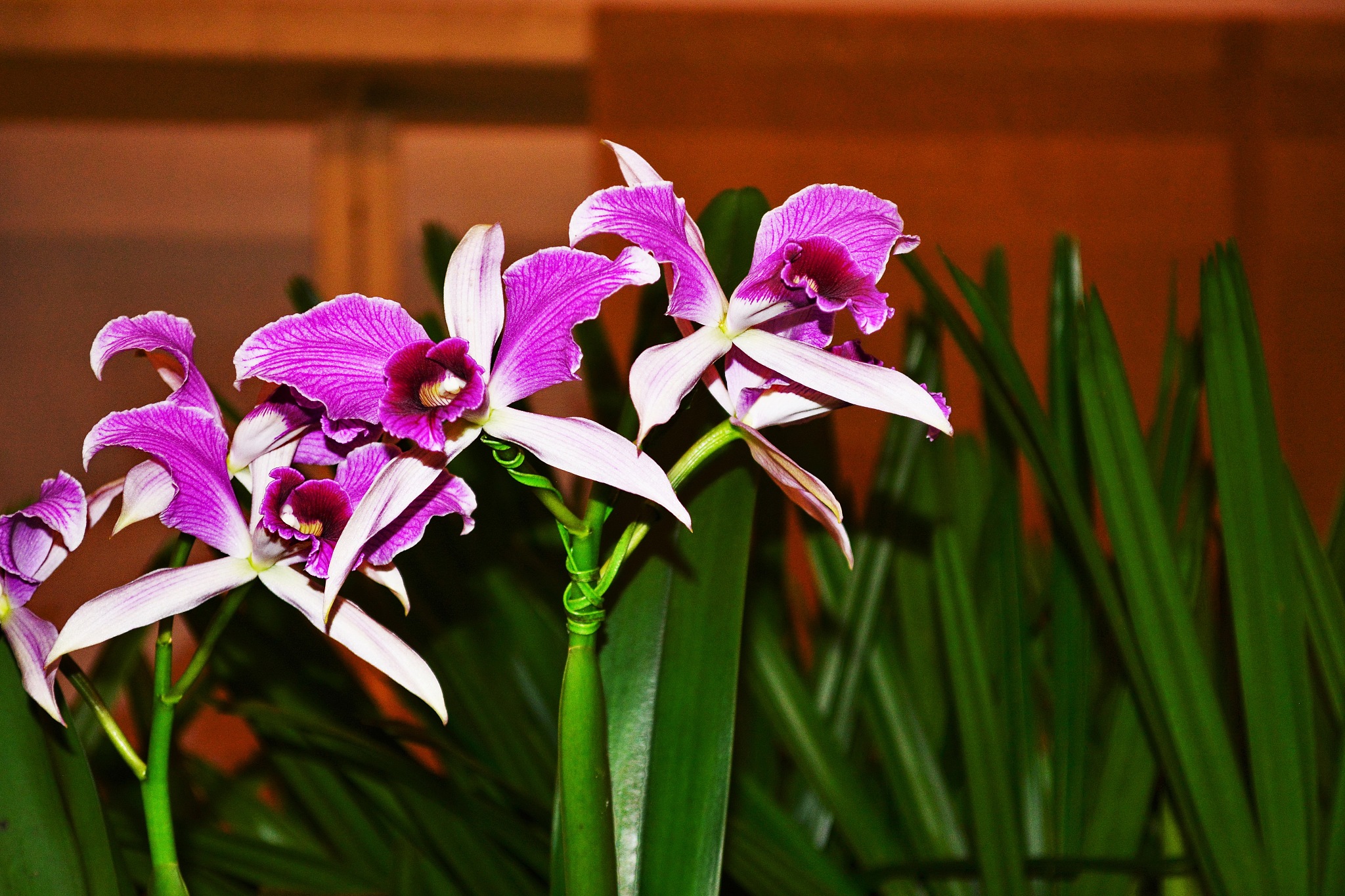 beautiful orchid